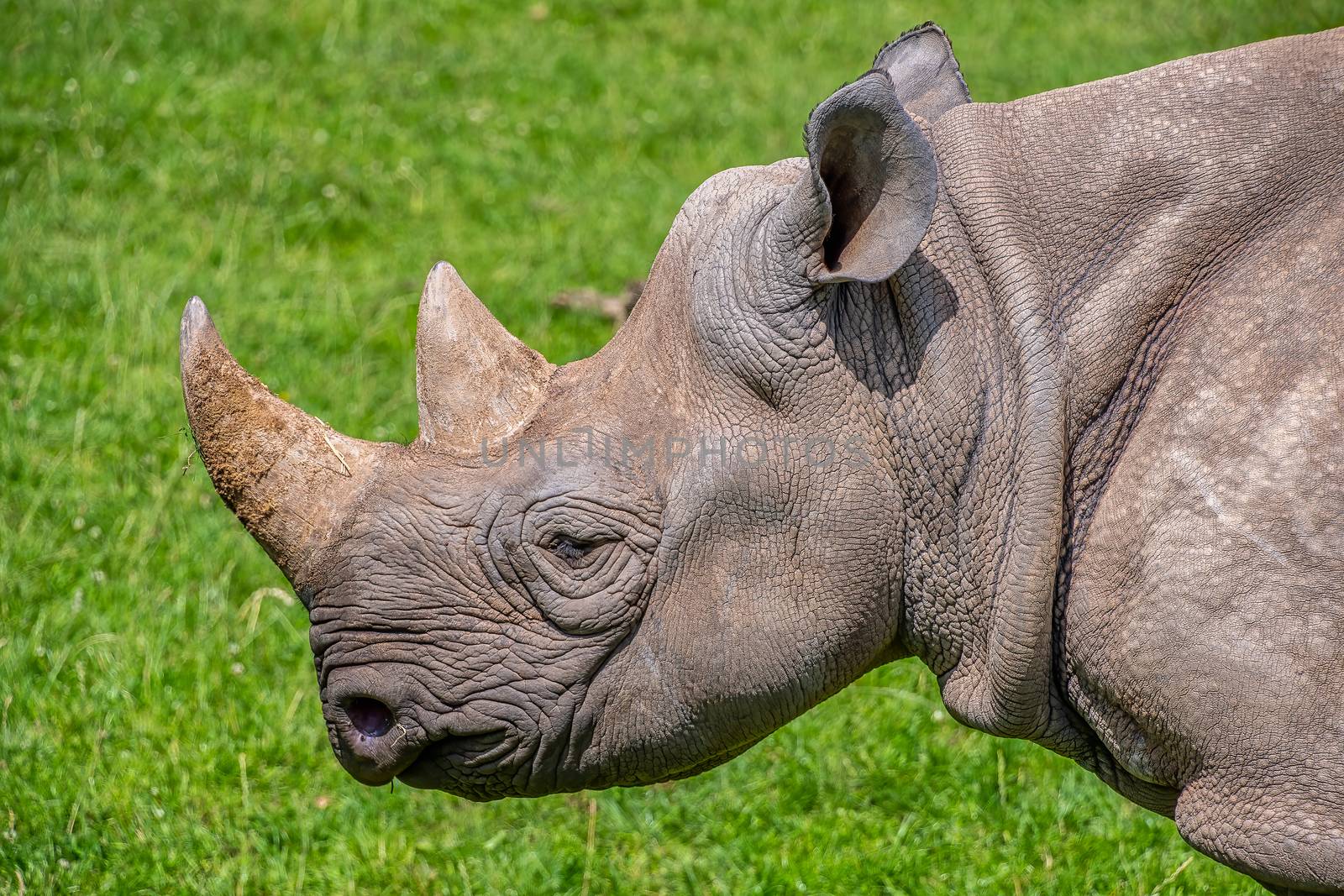 Close view of a black rhino head