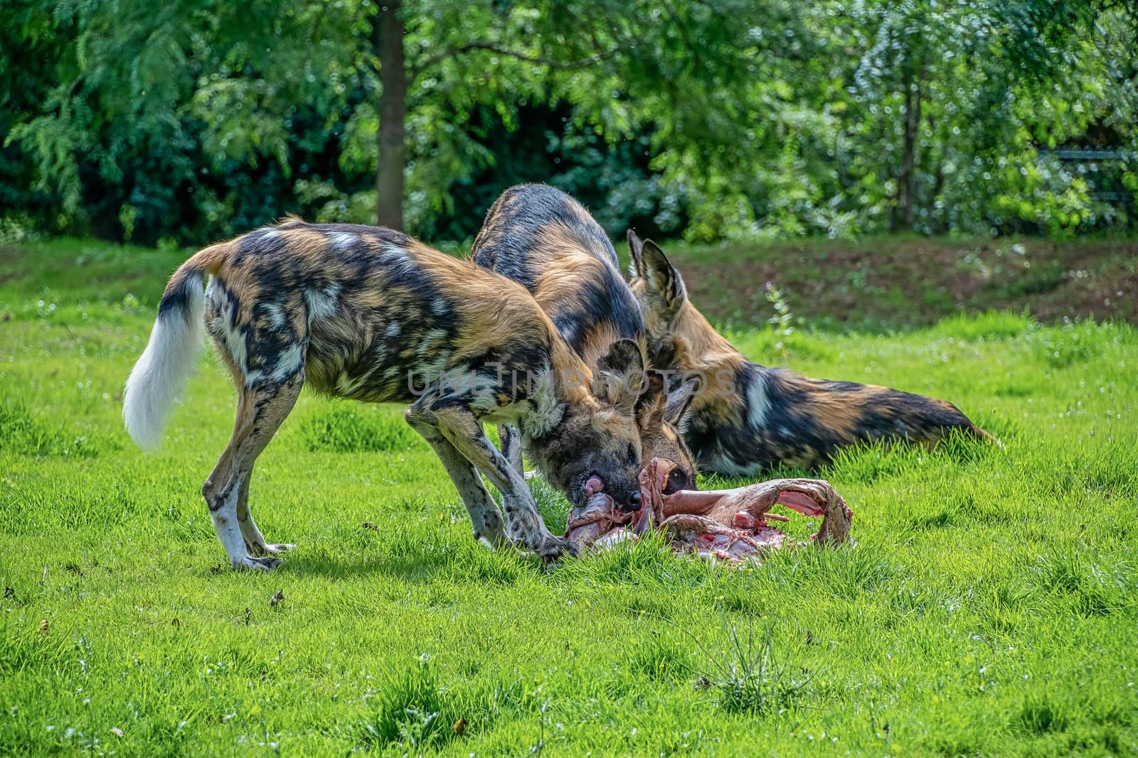 African painted dogs by Russell102