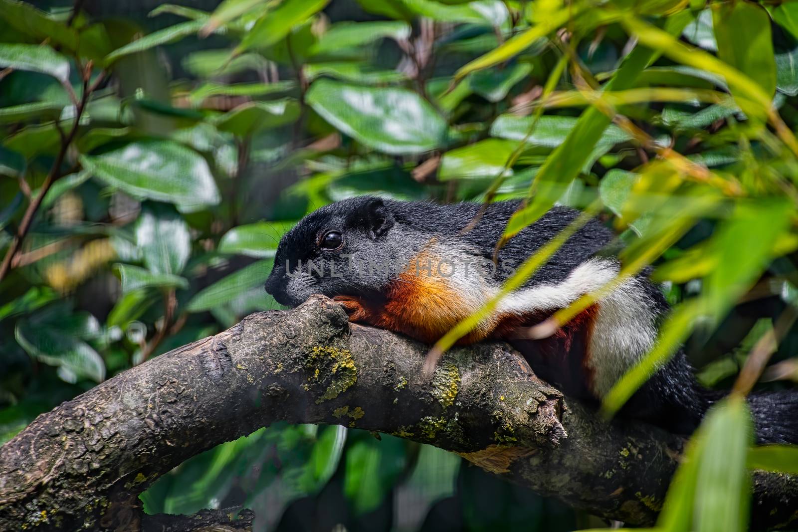 A Prevost squirrel laying on a tree branch