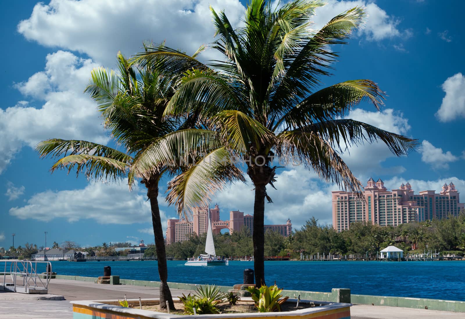 Luxury Resort Through Palm Trees by dbvirago