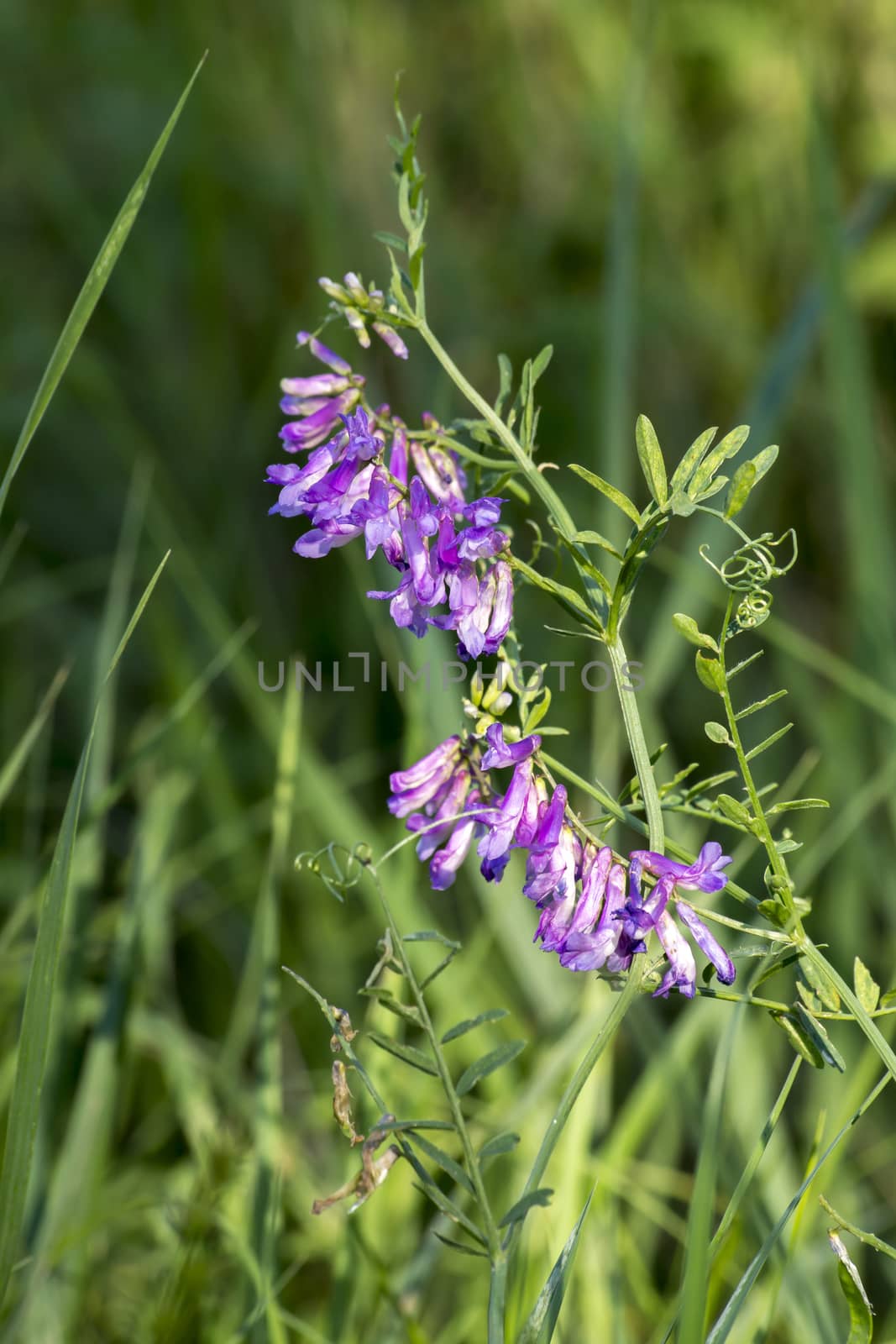 spring vetch (Vicia sativa L.)  by dadalia