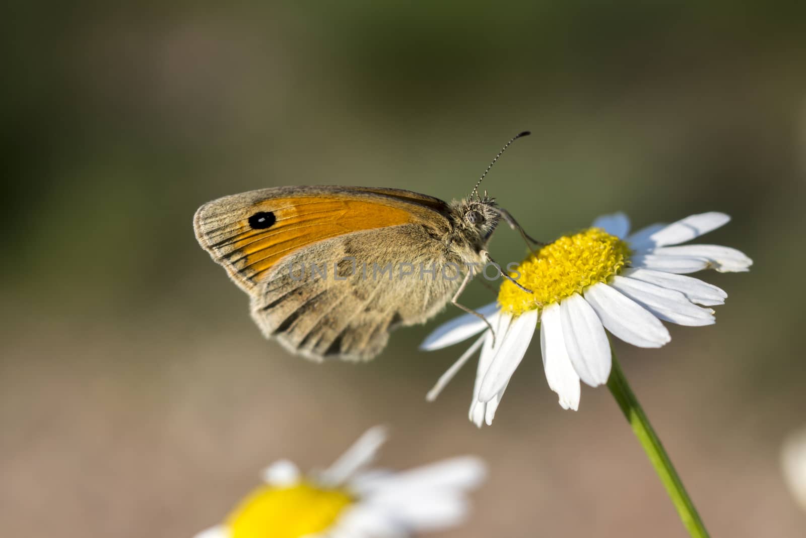 hay butterfly (Coenonympha pamphilus) by dadalia