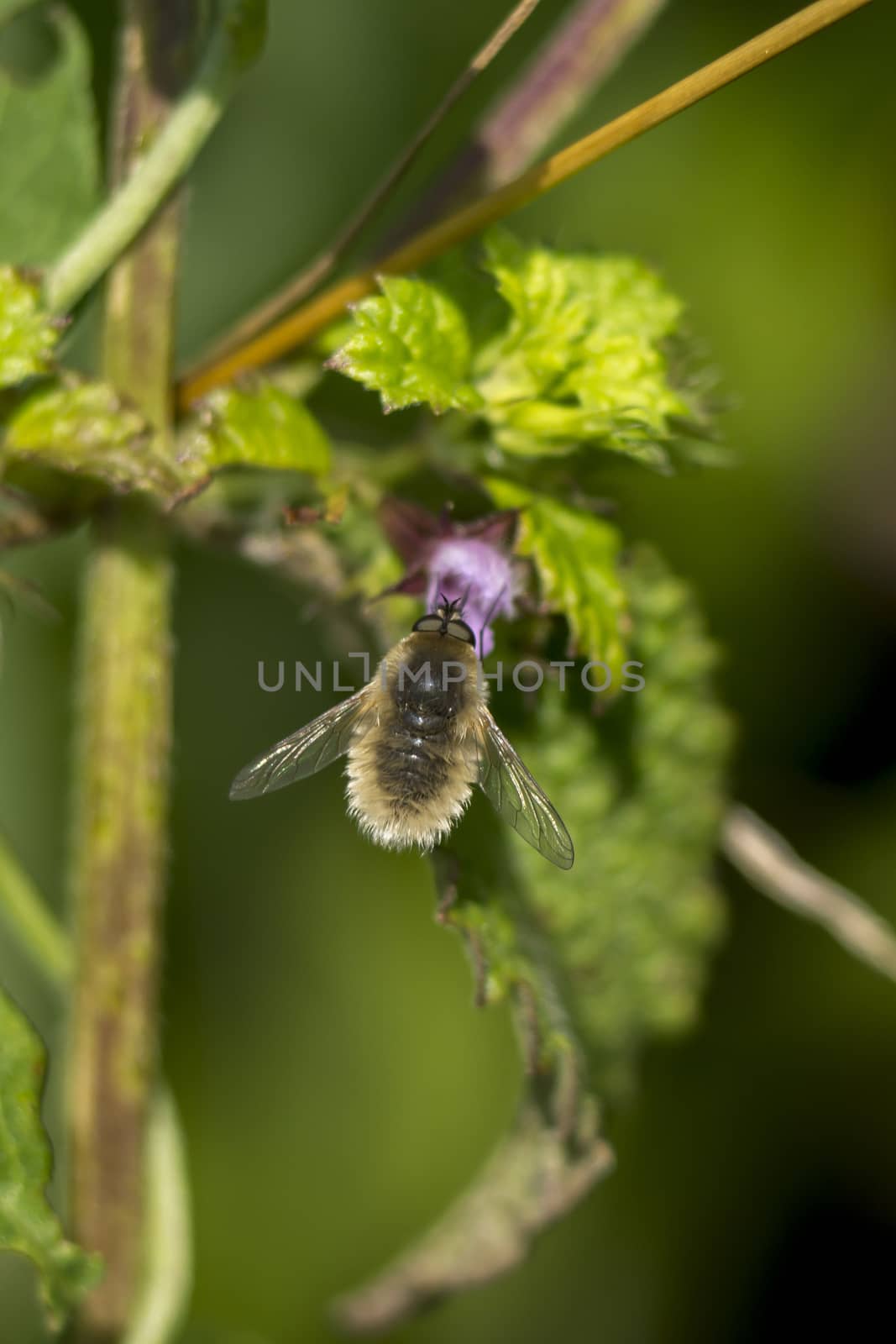 The Border fly  ( Bombylius major) rests on the leaf.