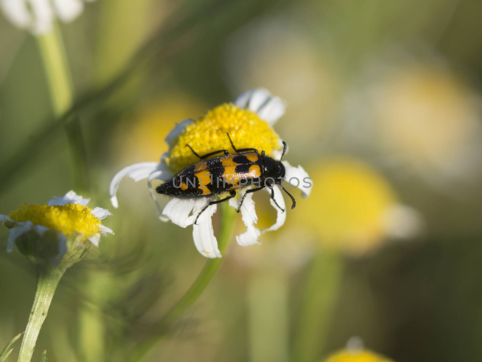 Small bladder puller (Hycleus tenerus) by dadalia