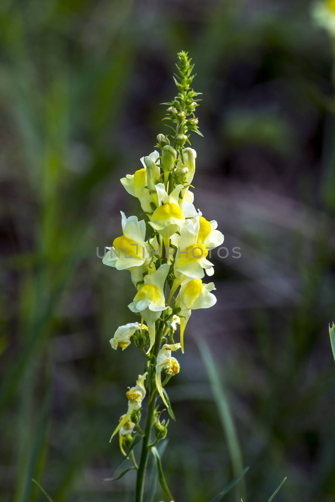 Flaming grass (Linaria vulgaris) flower meadows in wetlands.