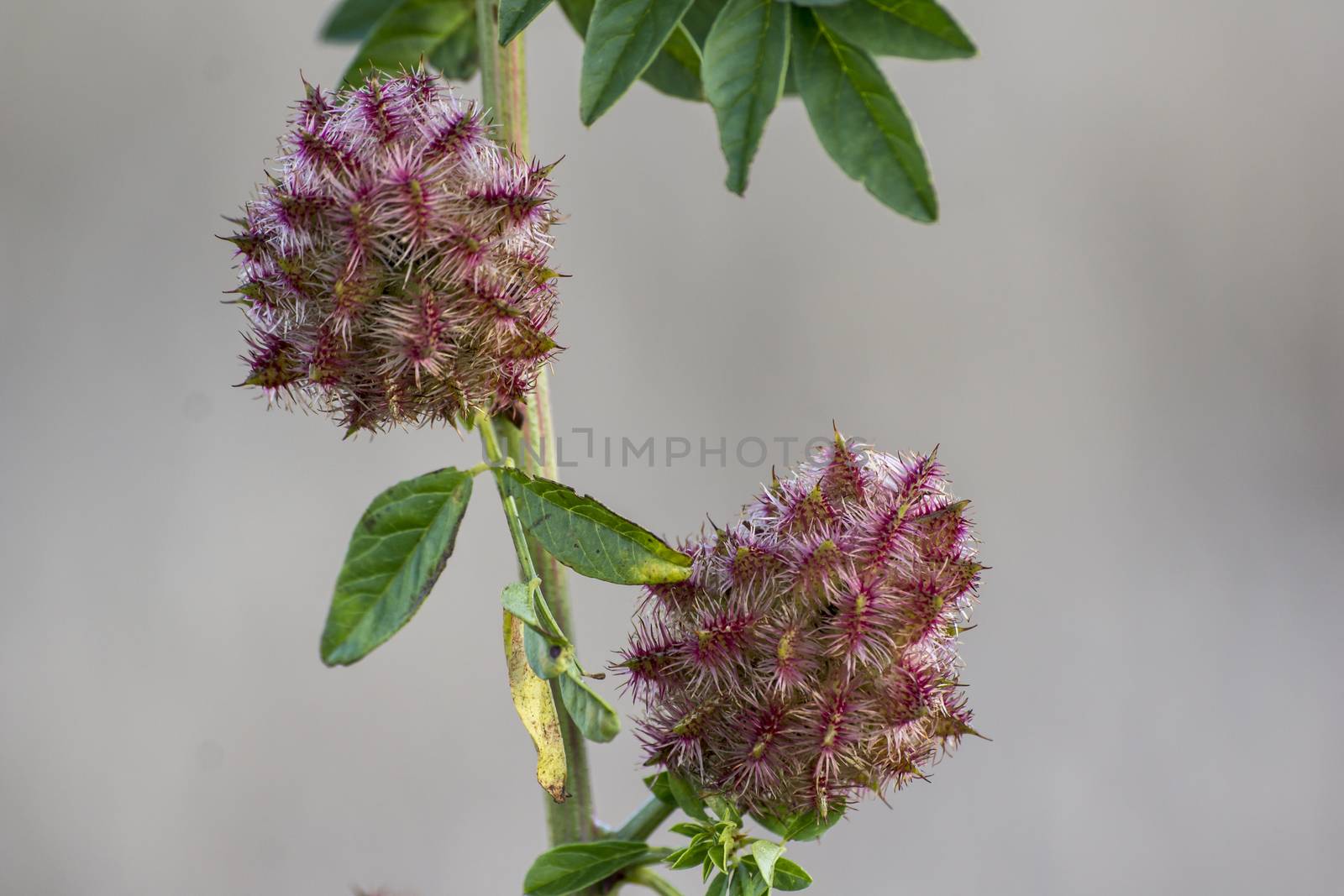 Licorice (Glycyrrhiza glabra), leaf and fruit, in summer .. 