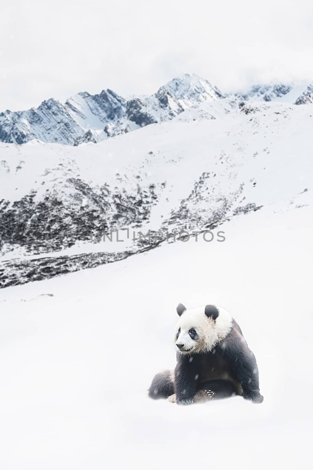 Giant Panda in Snow by Surasak