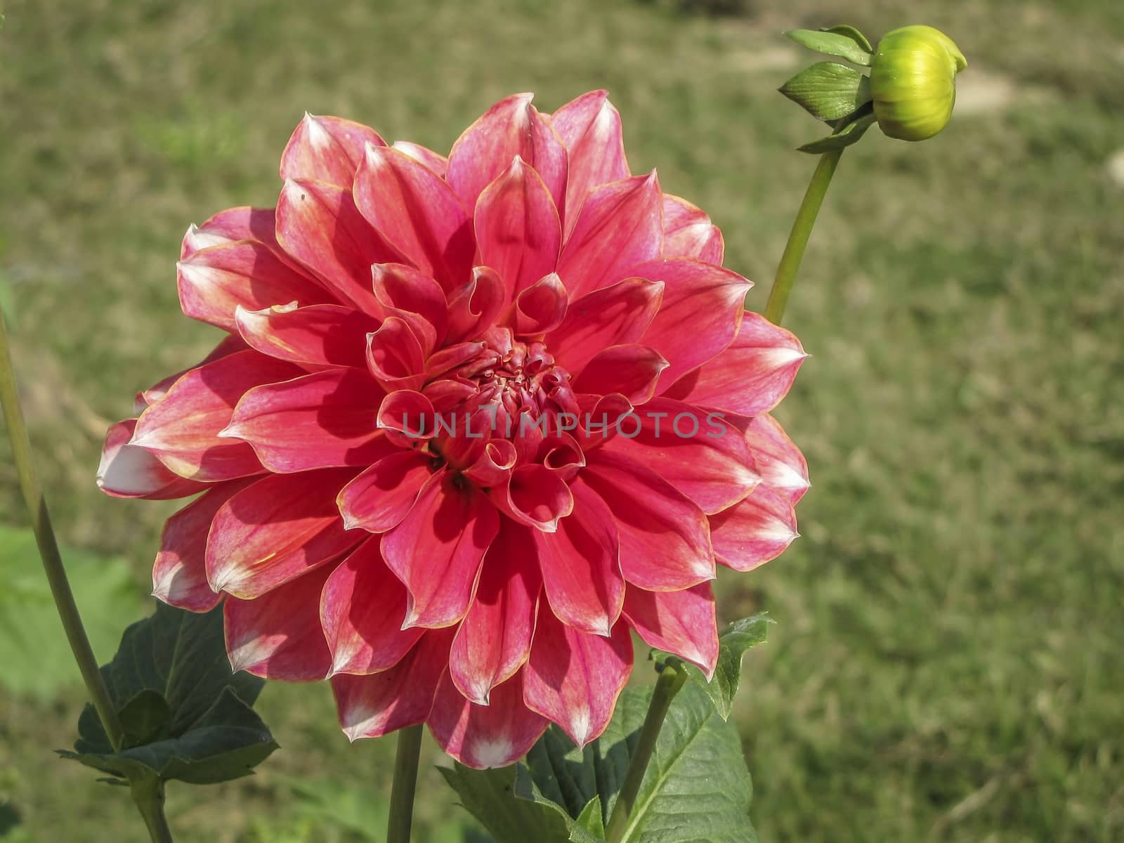 Pink dahlia flower shinning in a garden. by lalam