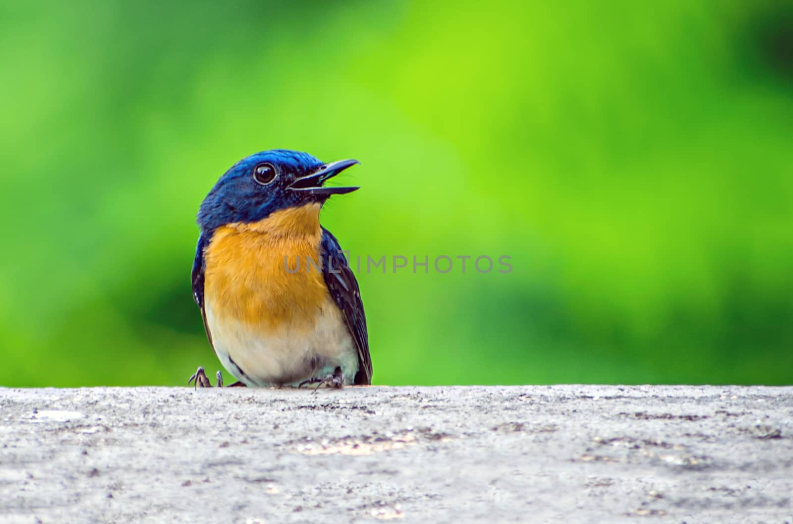 Colorful young Indian blue robin sitting on a wall of the building.