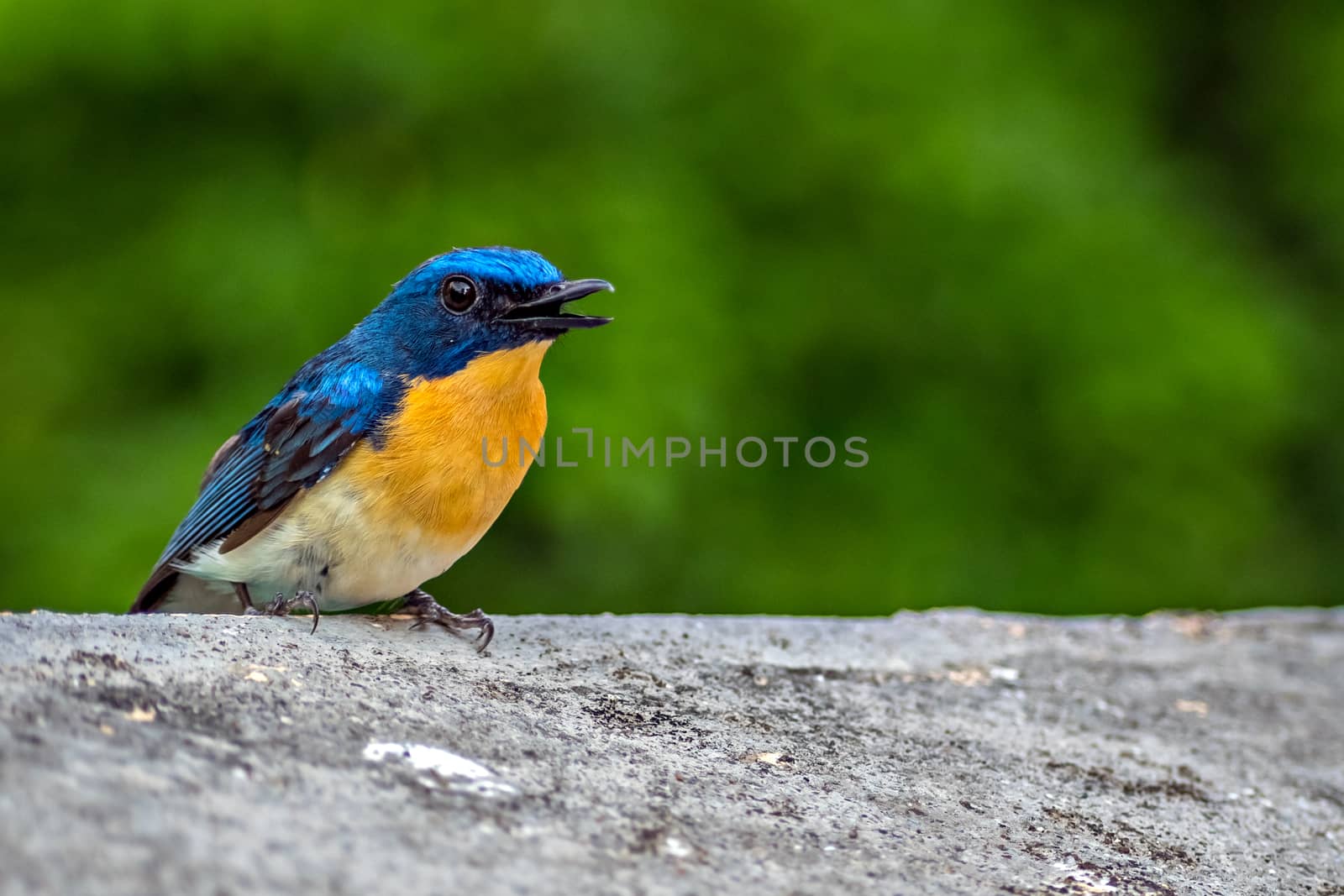 Colorful young Indian blue robin sitting on a wall of the building. by lalam