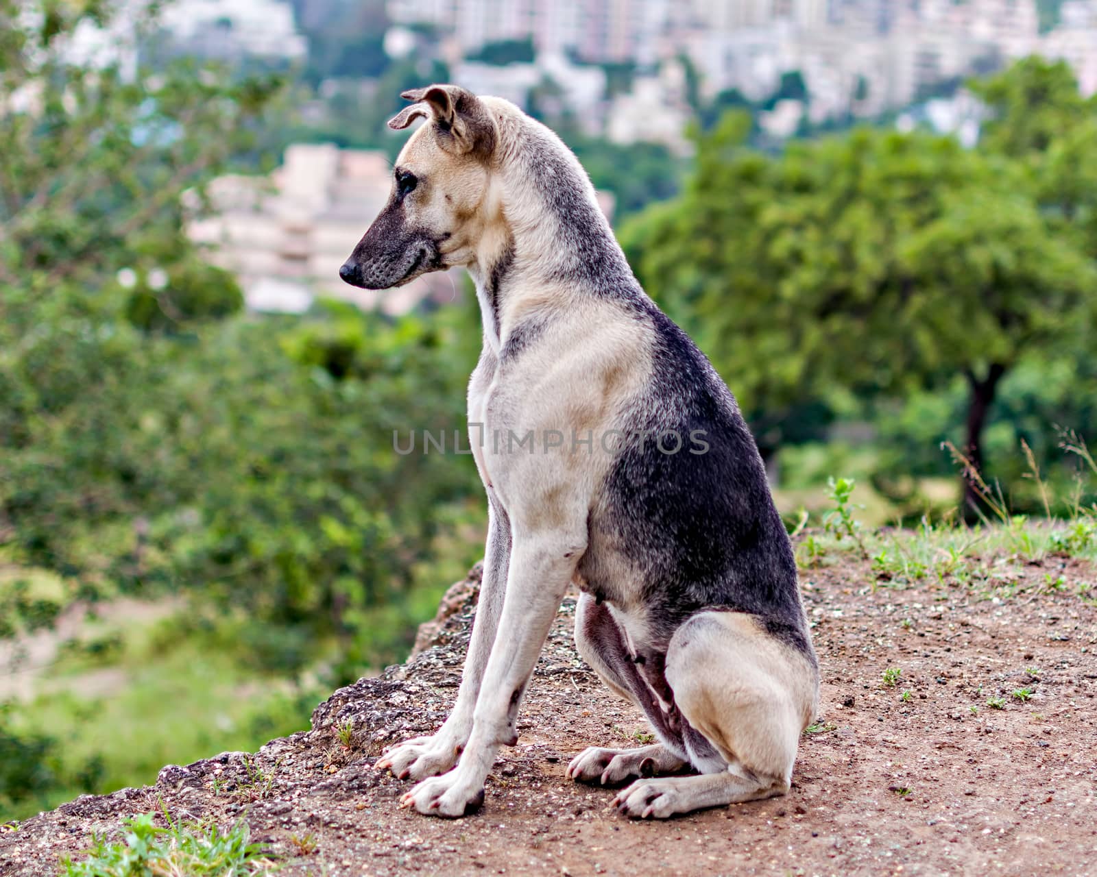 Alert gray, black dog in alert position sitting on the hill.