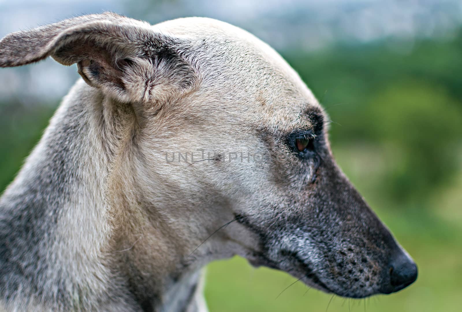 Close up face of an alert gray, black dog, sitting on the hill. by lalam