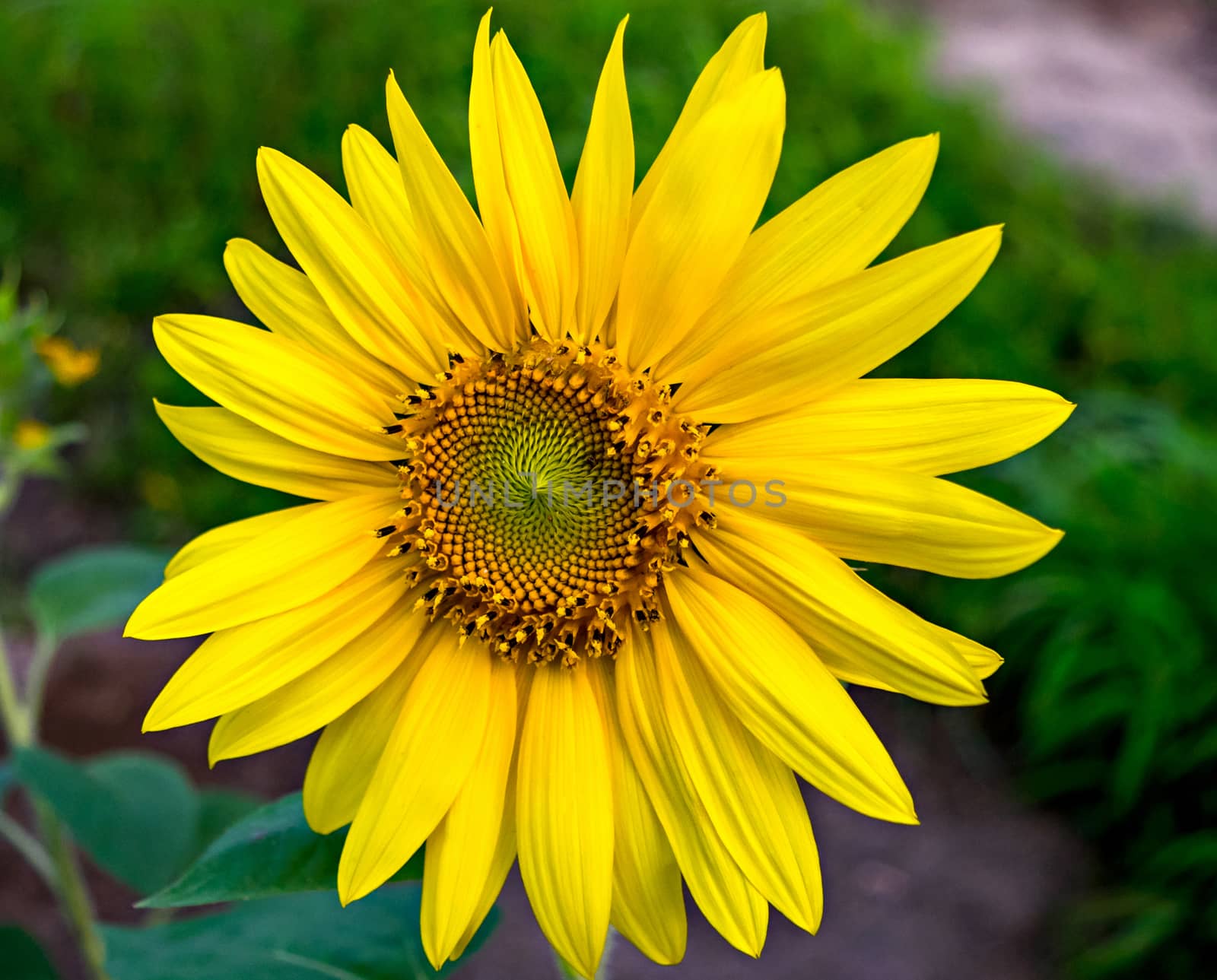 Close up, isolated  image of a Sunflower shinning in the sunlight. Scientific name : Helianthus.