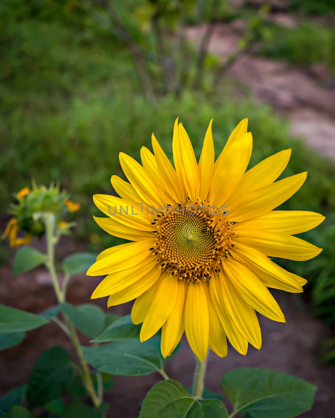 Close up, isolated  photograph of a Sunflower shinning in the evening sunlight. The scientific name is Helianthus. by lalam