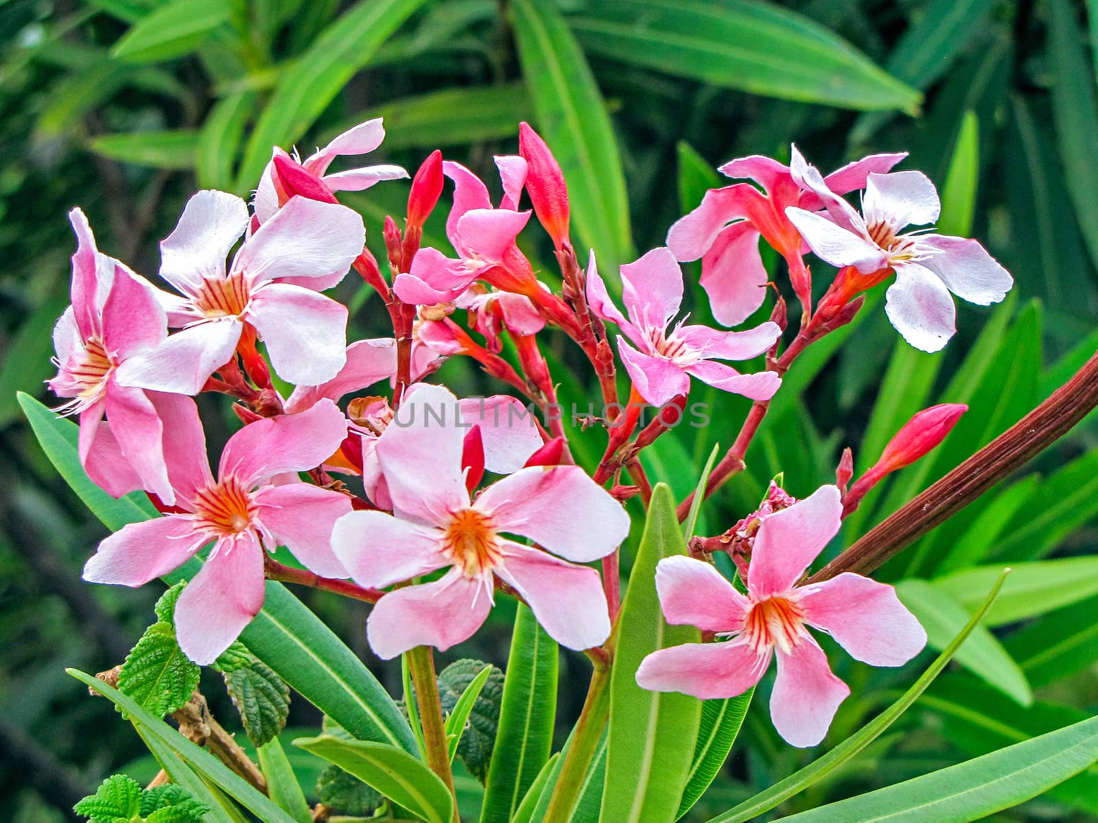 A bunch of beautiful , pink  Nerium oleander flowers. Also known as Kanher in India.