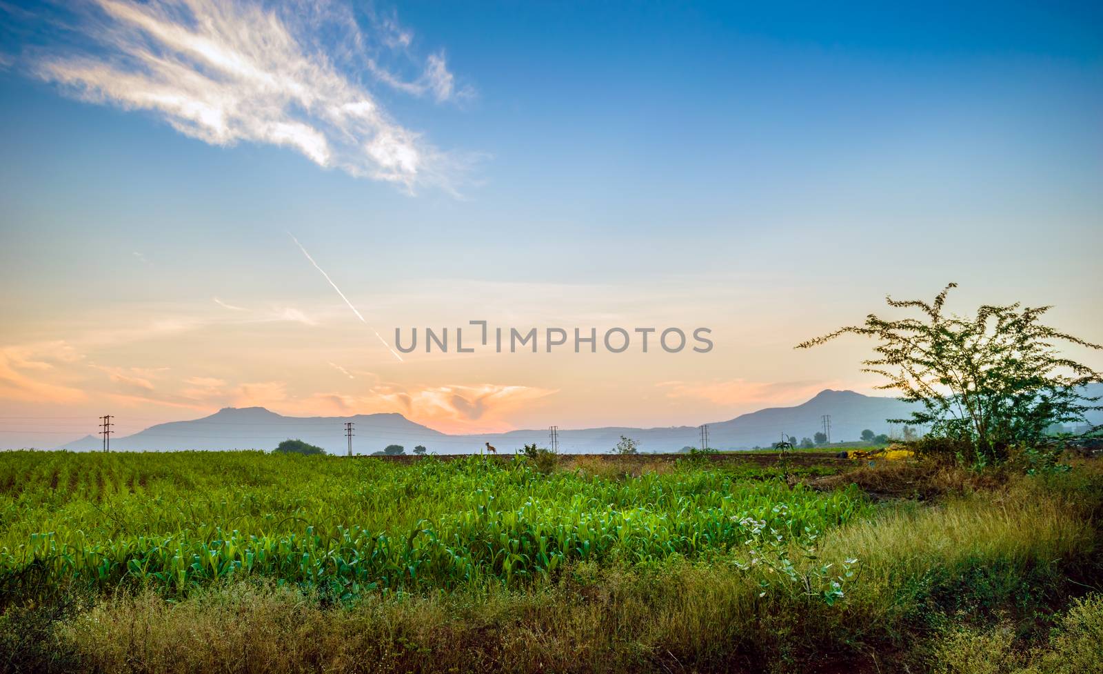Dawn light in the fields of a village outside city with some nice sky. by lalam