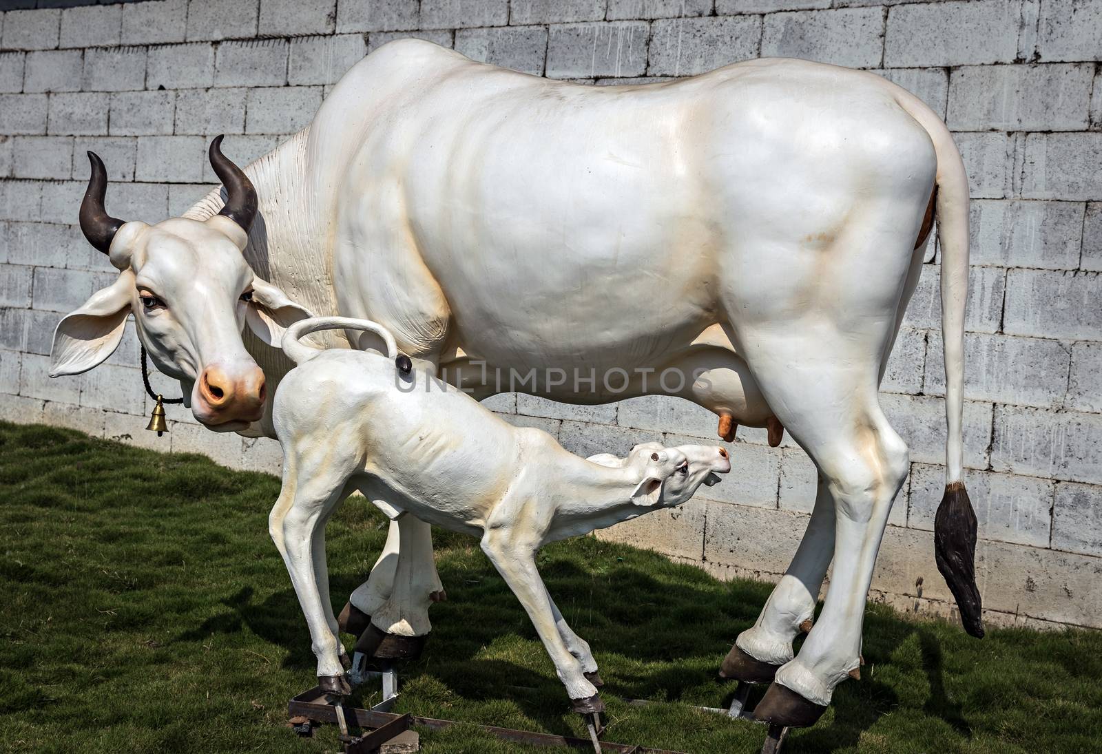 Beautifully crafted real-size sculpture of a cow milking her calf in Pune, Maharashtra, India. This life size statue is attractive and eye-catching for passers by. by lalam