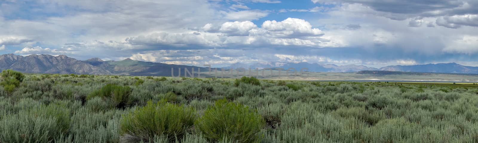Green wild land with sagebrush plant and mountain in the background next the Lake Crowley by Bonandbon