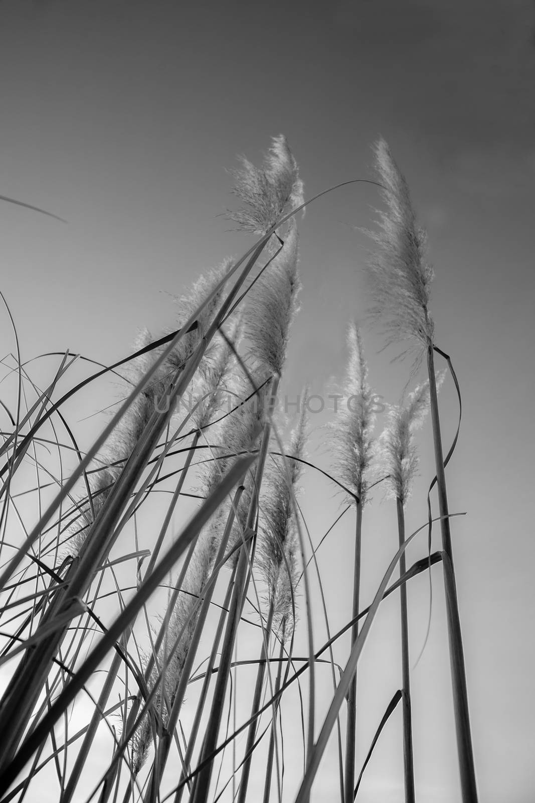 Pampas grass in bloom