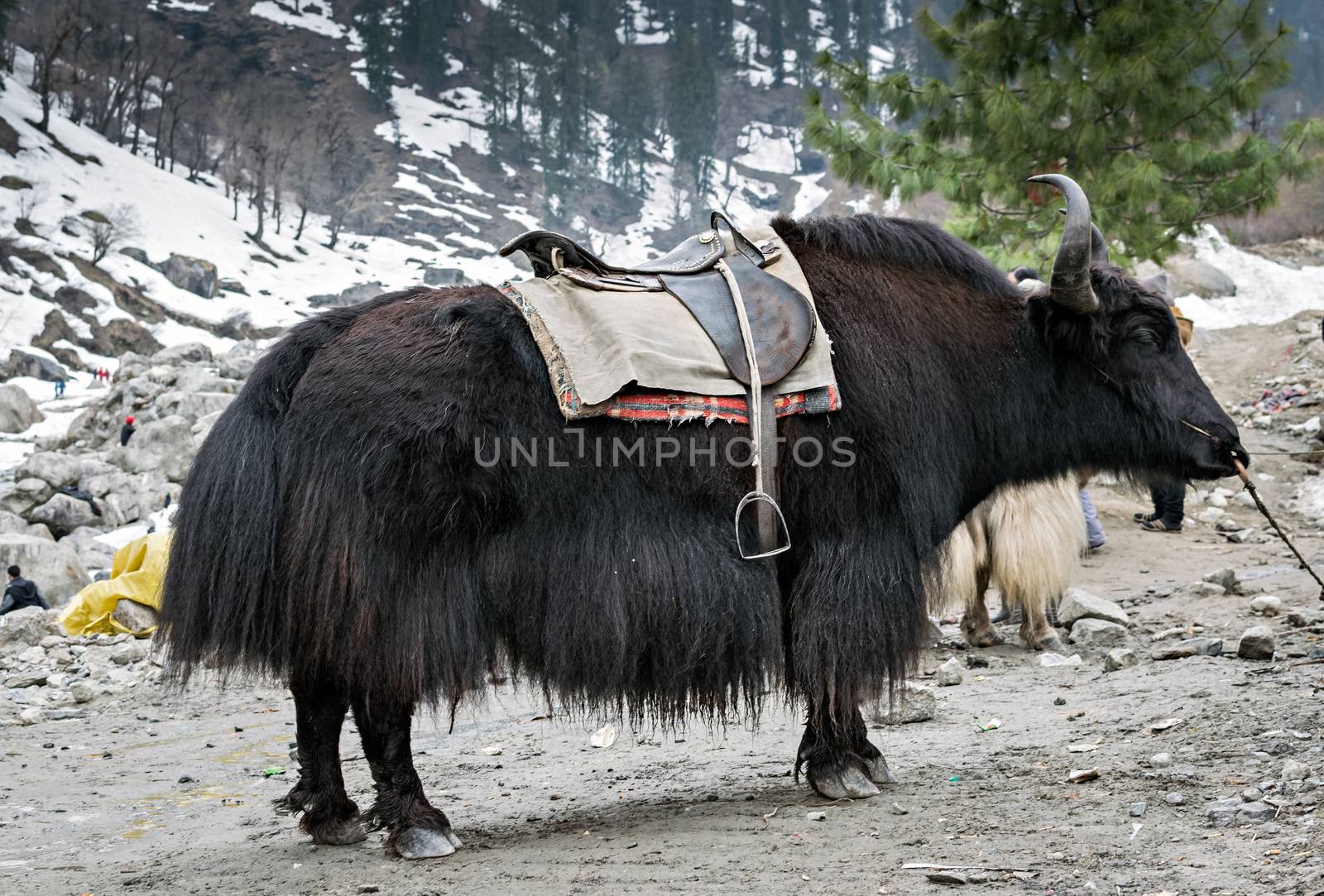 Yak ready for ride in Manali, Himachal Pradesh, India. by lalam