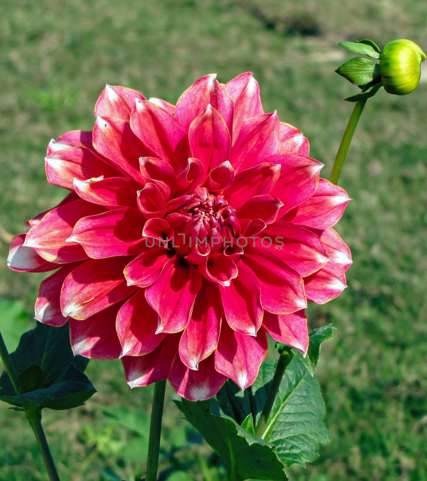 Isolated pink Dahlia flower shinning in Sunlight. 
Dahlia is a genus of bushy, tuberous, herbaceous perennial plants native to Mexico and Central America.