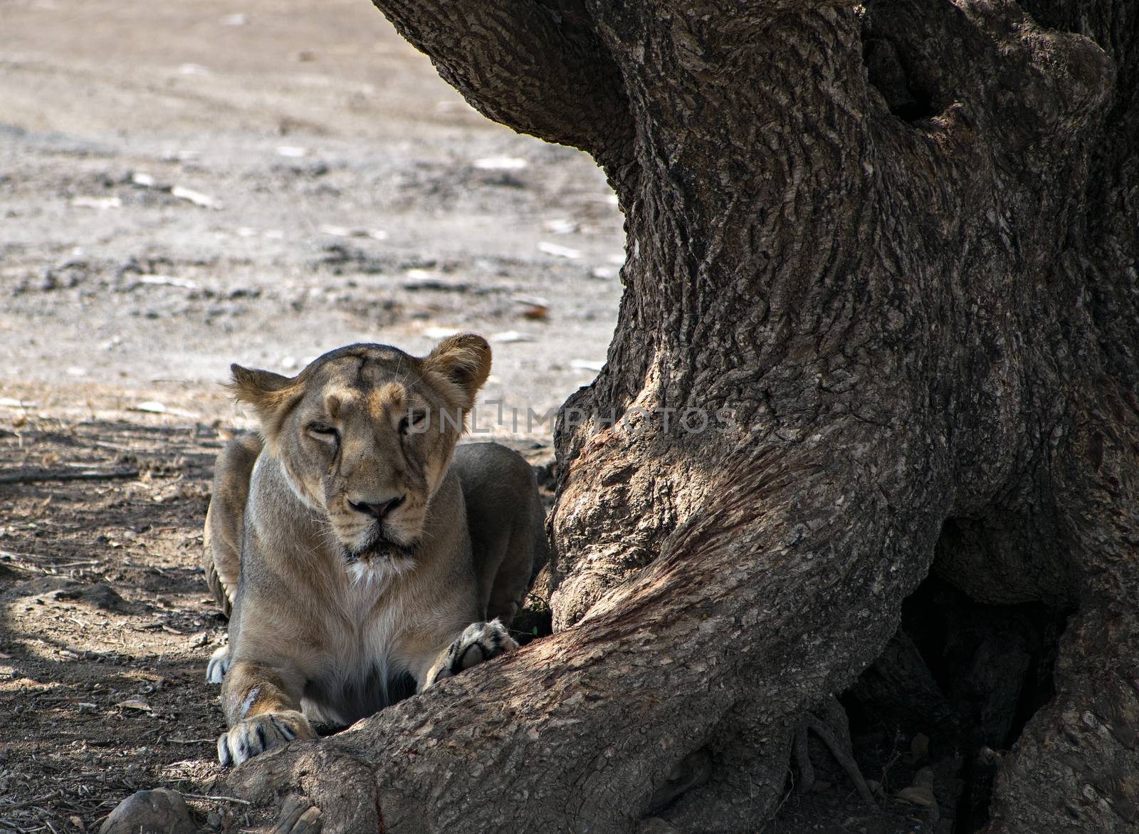 A lioness resting in the shadow of a huge tree in Gir with a giant tree trunk , Gujrat, India.