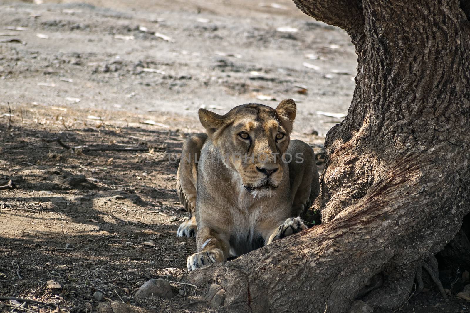 A lioness resting in the shadow of a huge tree in Gir with a giant tree trunk , Gujrat, India.
