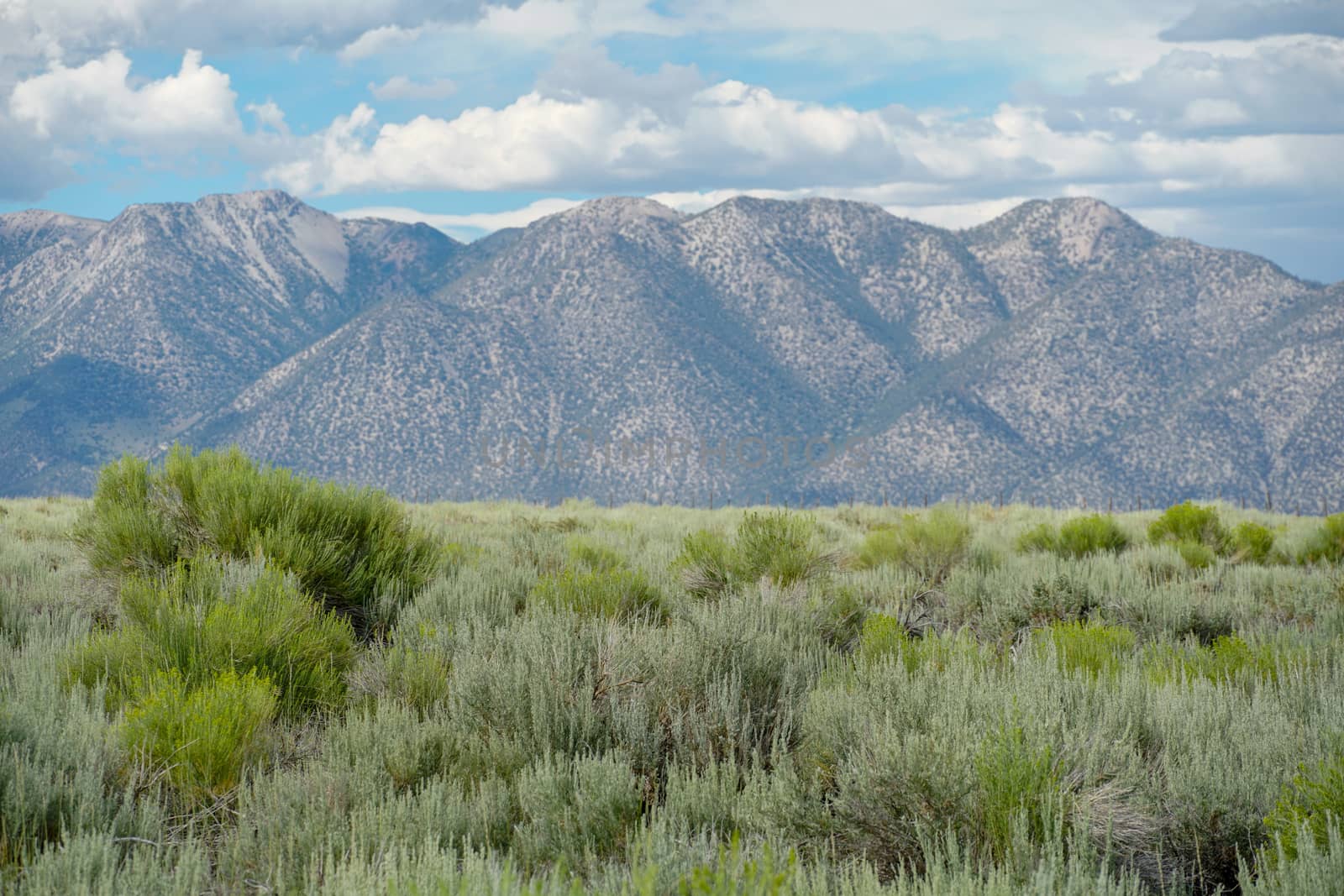 Long valley next the Lake Crowley, Mono County, California. USA. Green wetland with mountain on the background during clouded summer.