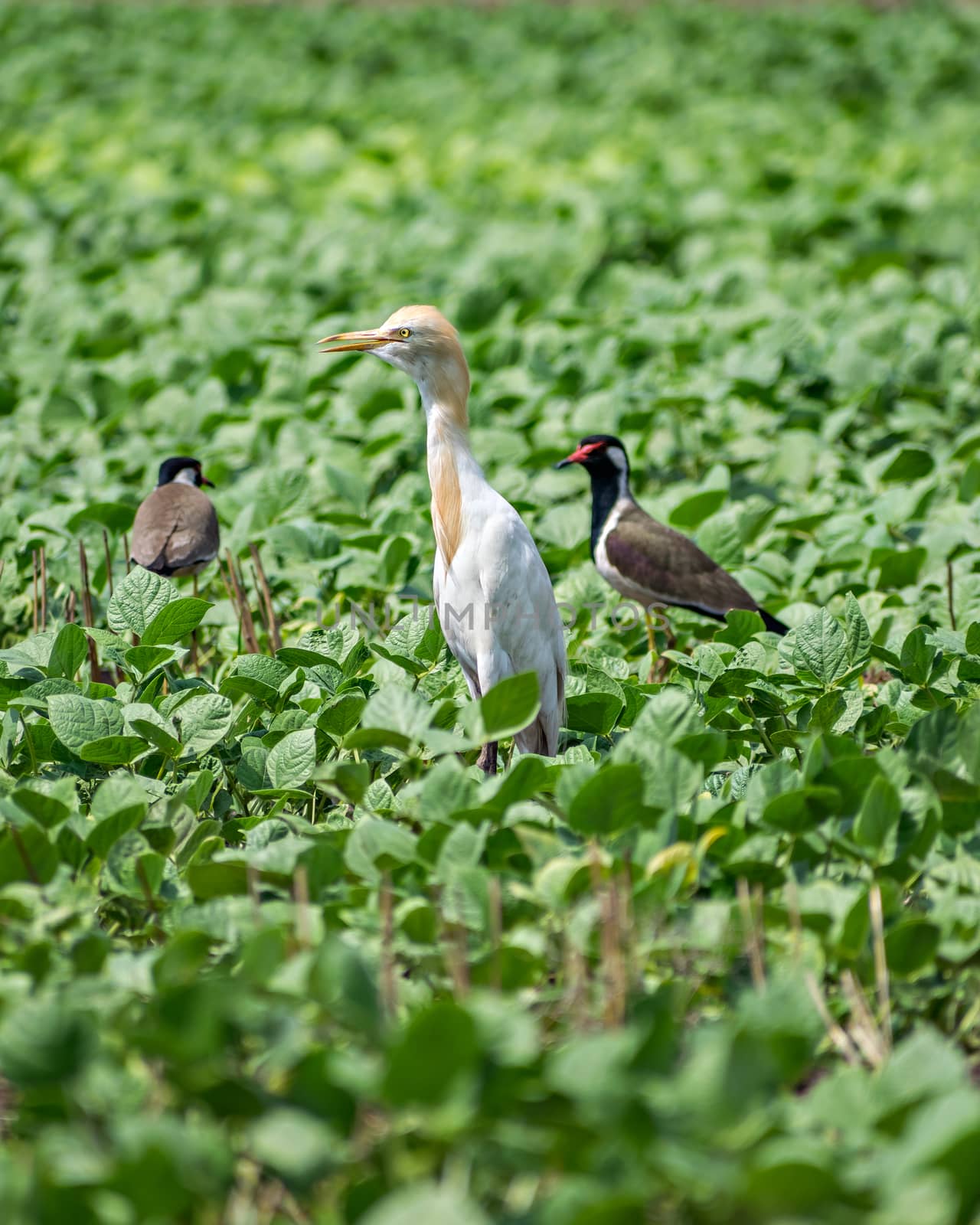 Close up image of Cattle Egret bird with Red Wattled Lapwing  in a field near Sasan Gir, Gujrat, India. by lalam
