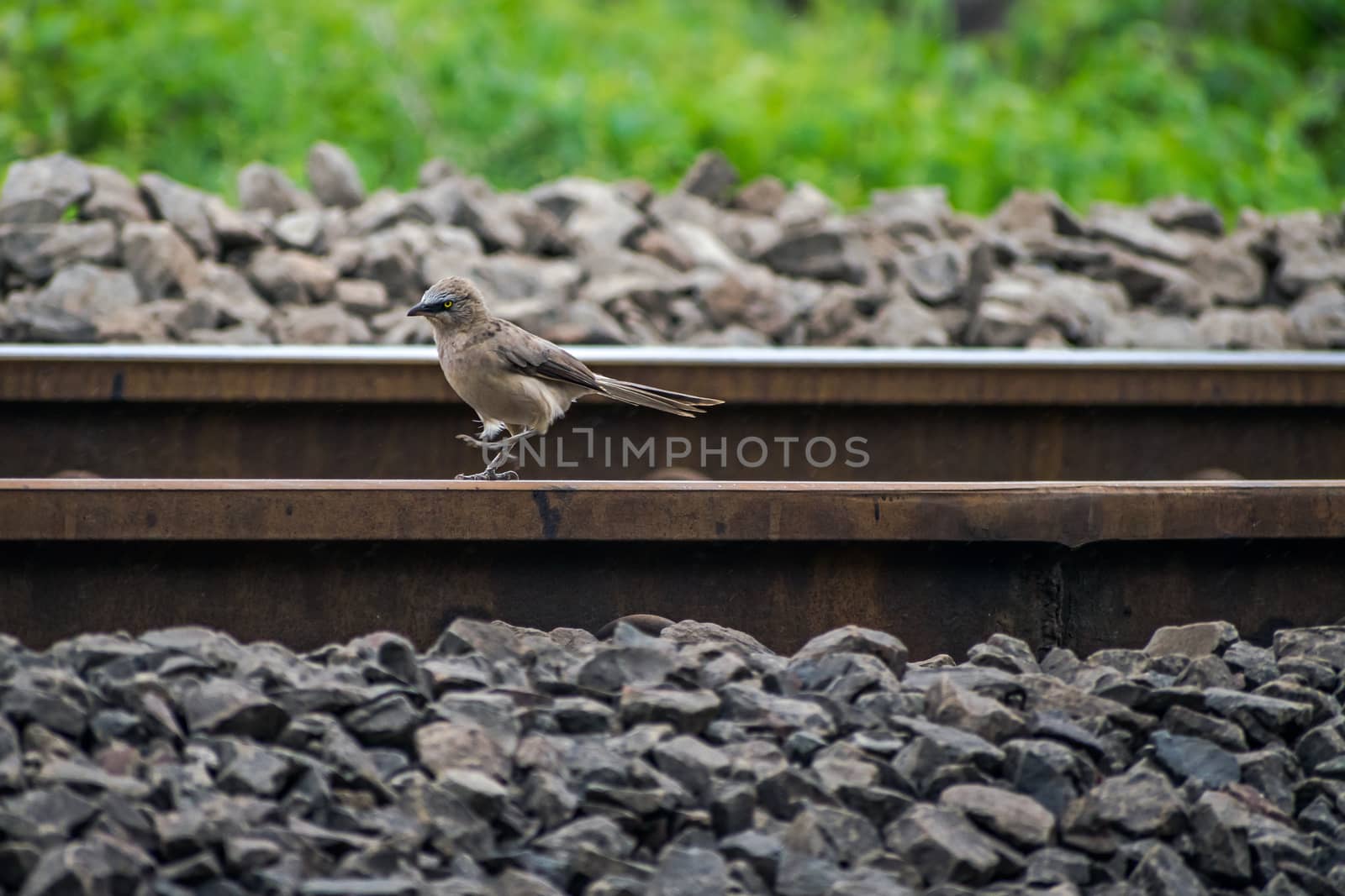 Isolated image of Common house sparrow Passeridae walking on the railway line.