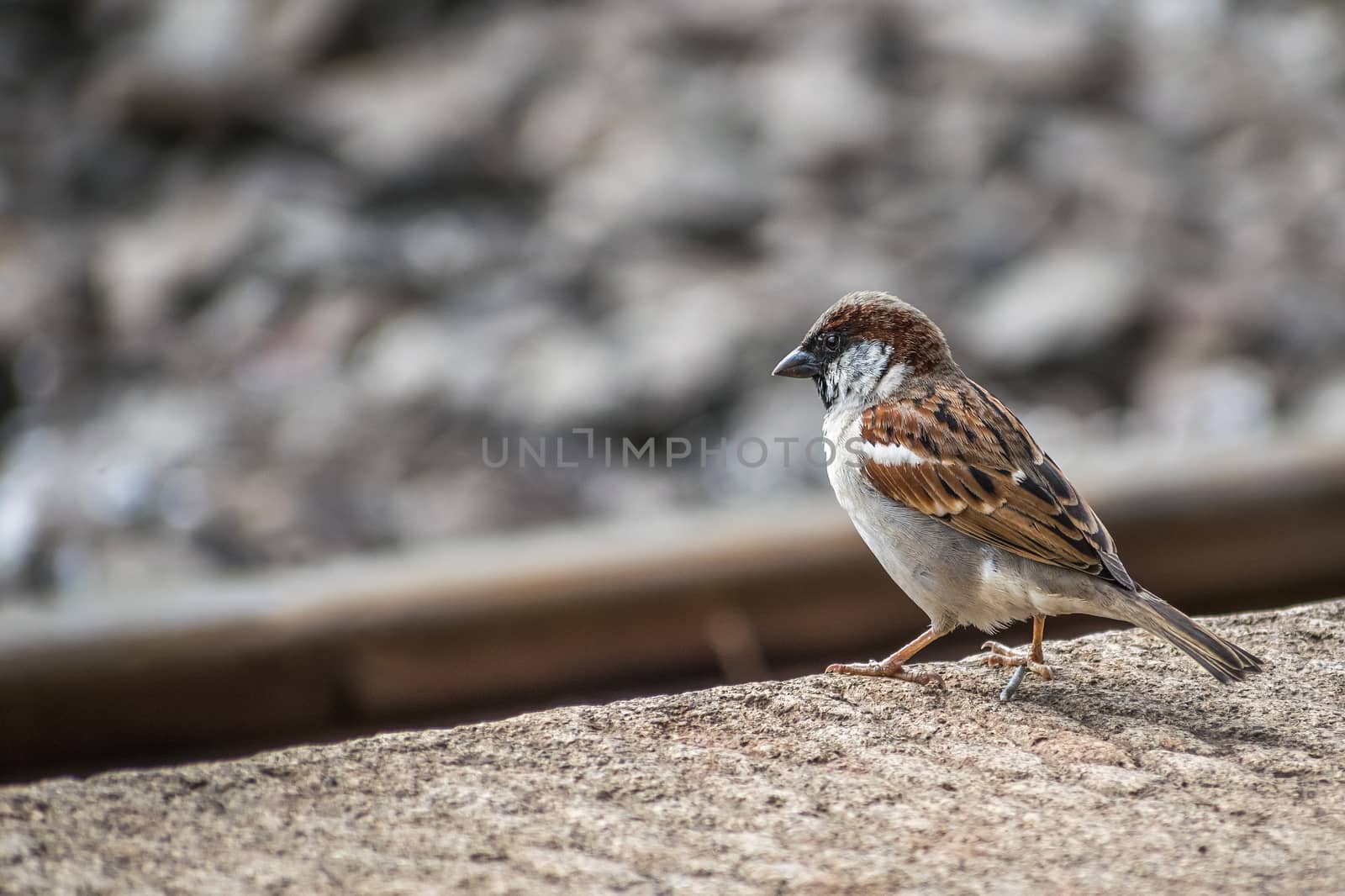 Isolated closeup image of Common house sparrow near the railway line. by lalam