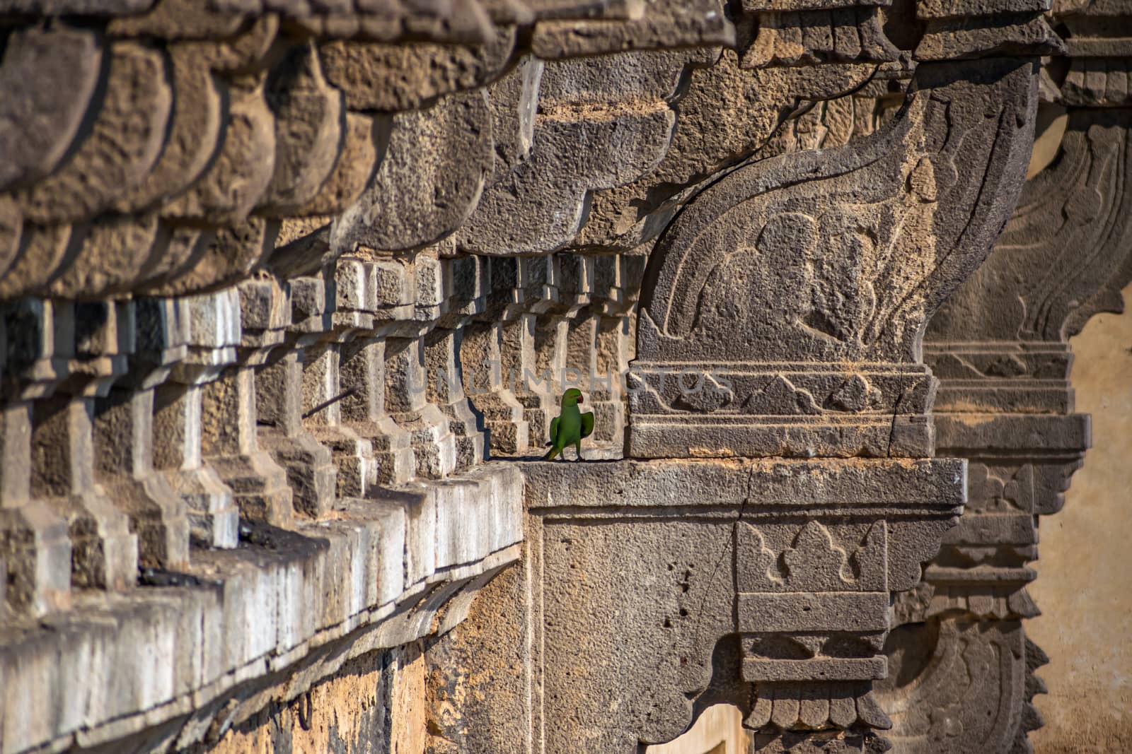 A parrot sitting on the side wall of heritage structure of Gol Ghumbaj -  The mausoleum of king Mohammed Adil Shah, Sultan of Bija