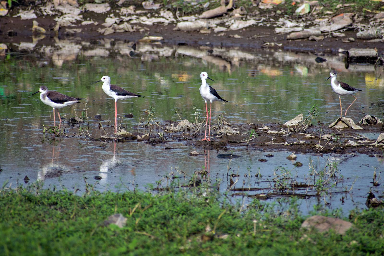 A group of four Black-winged Stilt searching food on river bank., Daund, Maharashtra, India by lalam