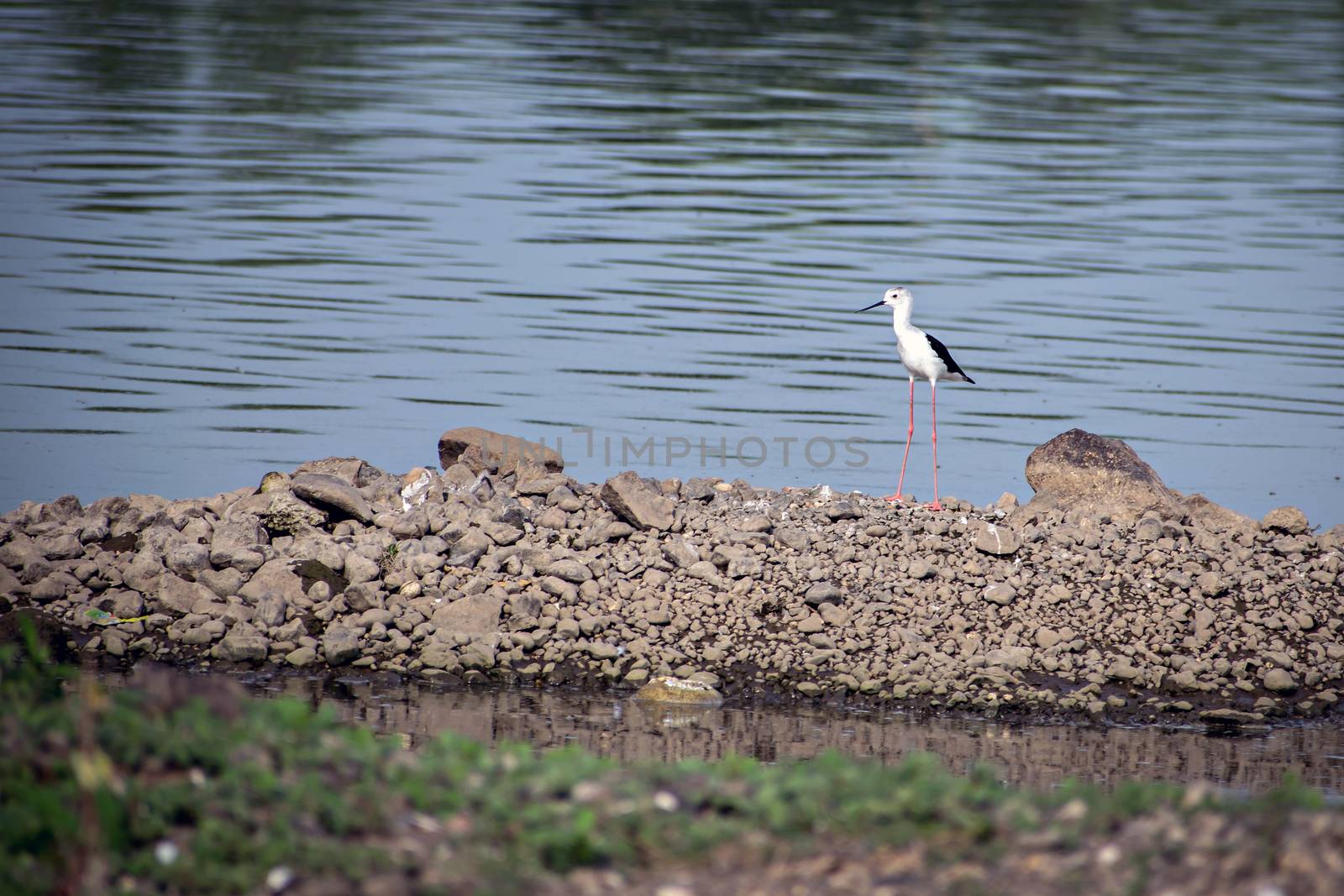 A Black-winged Stilt searching food on river bank., Daund, Maharashtra, India