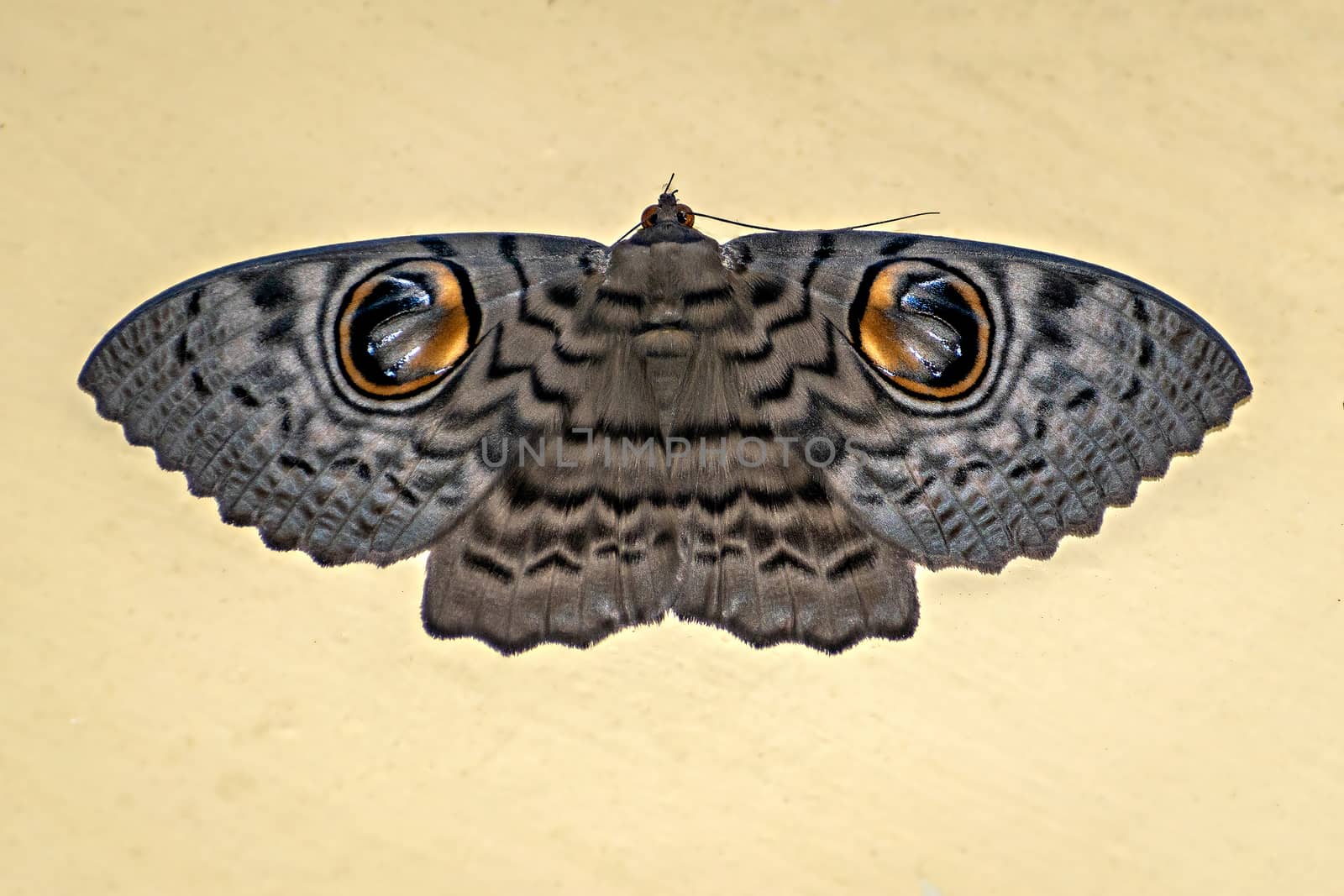 Isolated image of Brahmaea wallichii, also known as the owl moth on clear background. by lalam