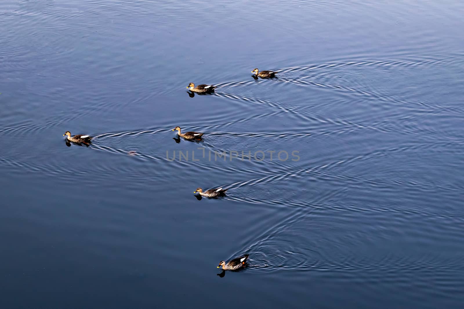 River ducks swimming in formation in clear blue water of Mula river in Pune, India.
