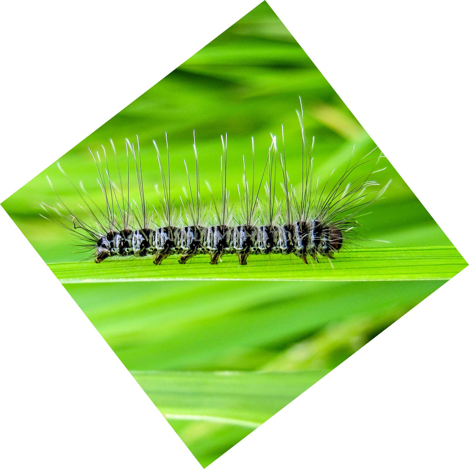 Diamond shaped image of a black and white caterpillar on a green leaf in the village. by lalam