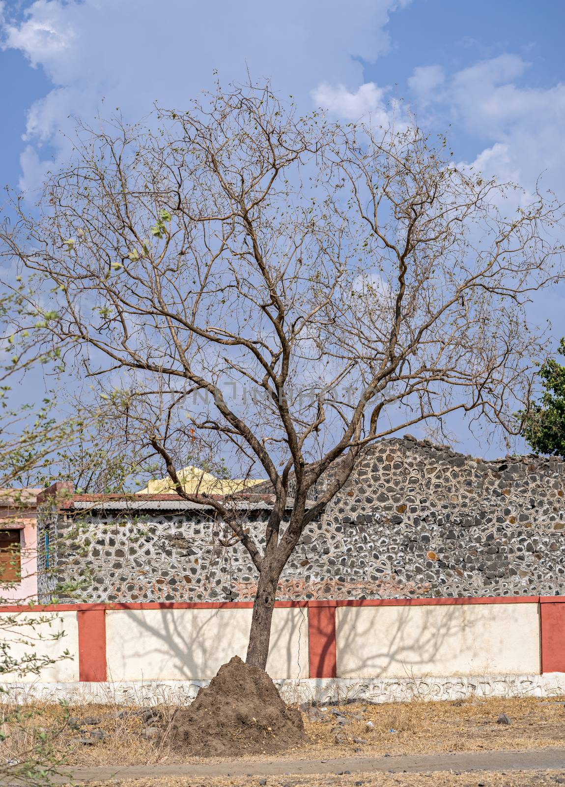 A dry tree and house of ants in village in Pune, Maharashtra, India during summer. by lalam