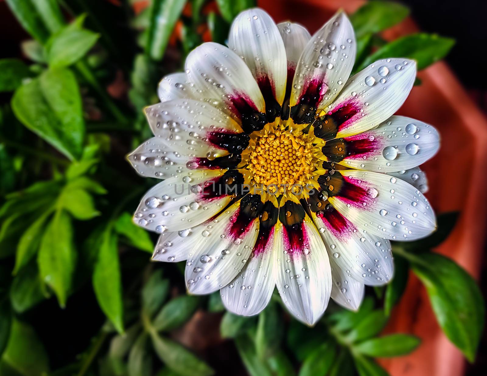 Isolated, close-up image of white & pink petals of Gazania flower with yellow center and water droplets..