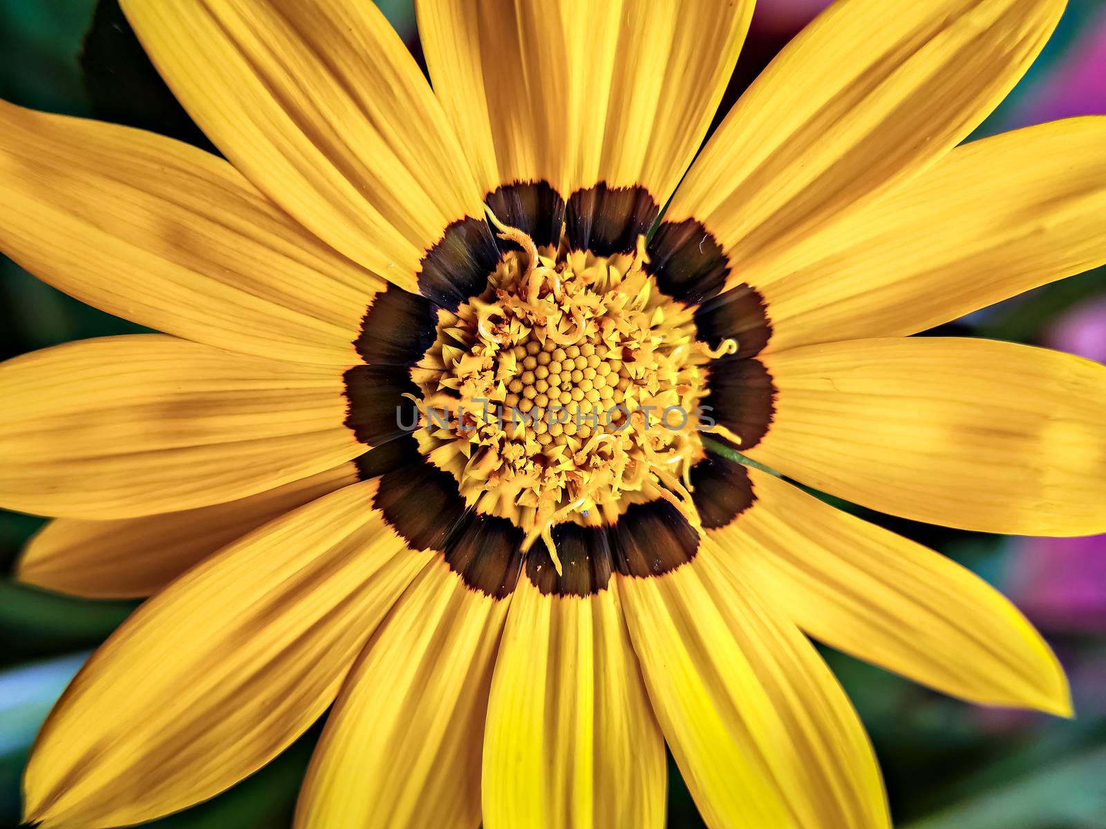 Isolated, close-up image of  yellow & brown petals  of Gazania flower with yellow center.