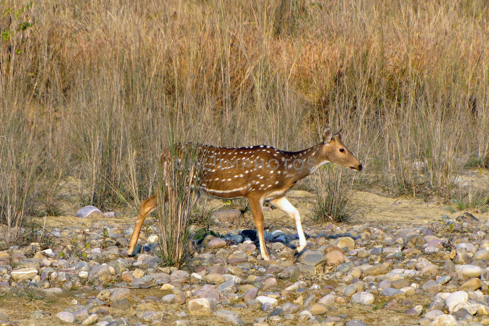 A spotted deer is moving on rocks and waterbody in search of water. Location Jim Corbette national park, Nainital, India. by lalam