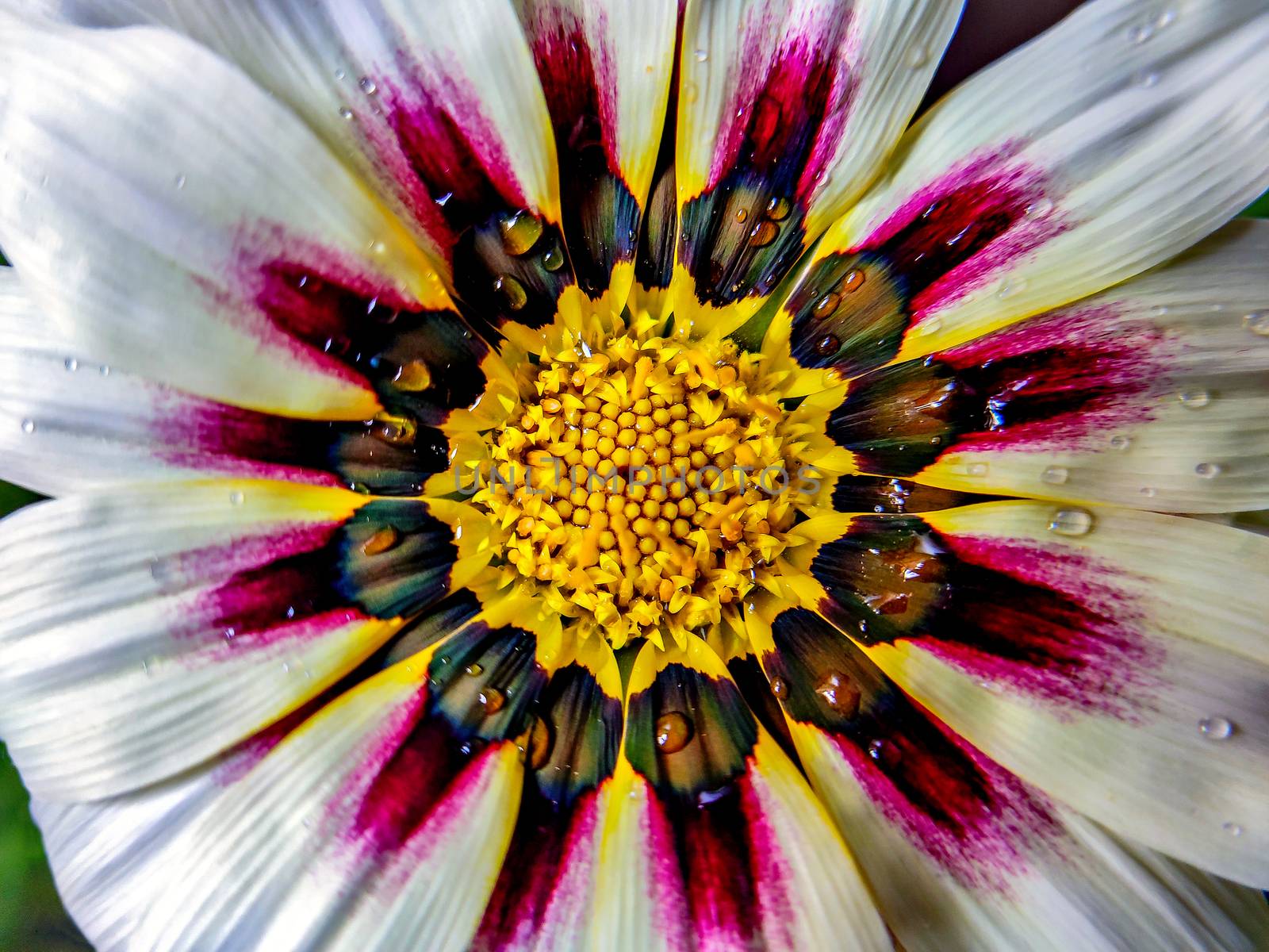 Isolated, close-up image of white & pink petals of Gazania flower with yellow center and water droplets.
