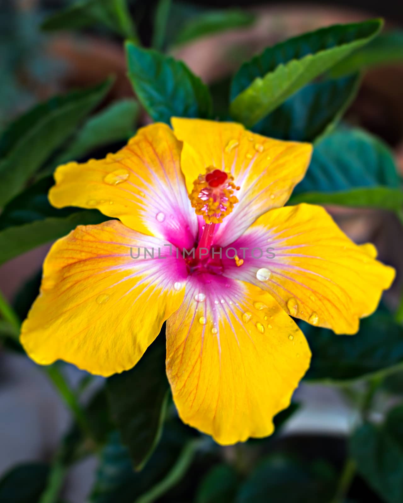 Isolated, close-up image of yellow & pink petals of Hibiscus flower with yellow center. by lalam
