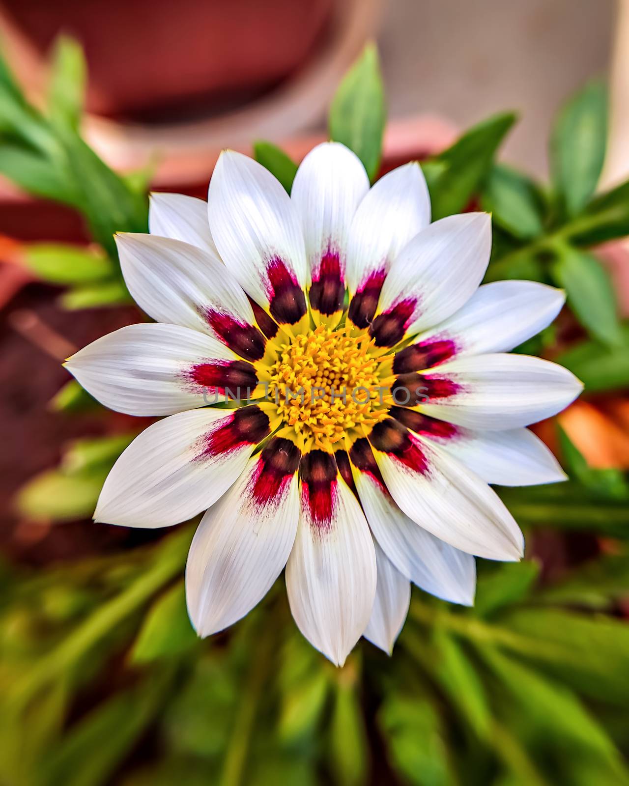 Isolated, close-up image of white & pink petals of Gazania flower with yellow center. by lalam