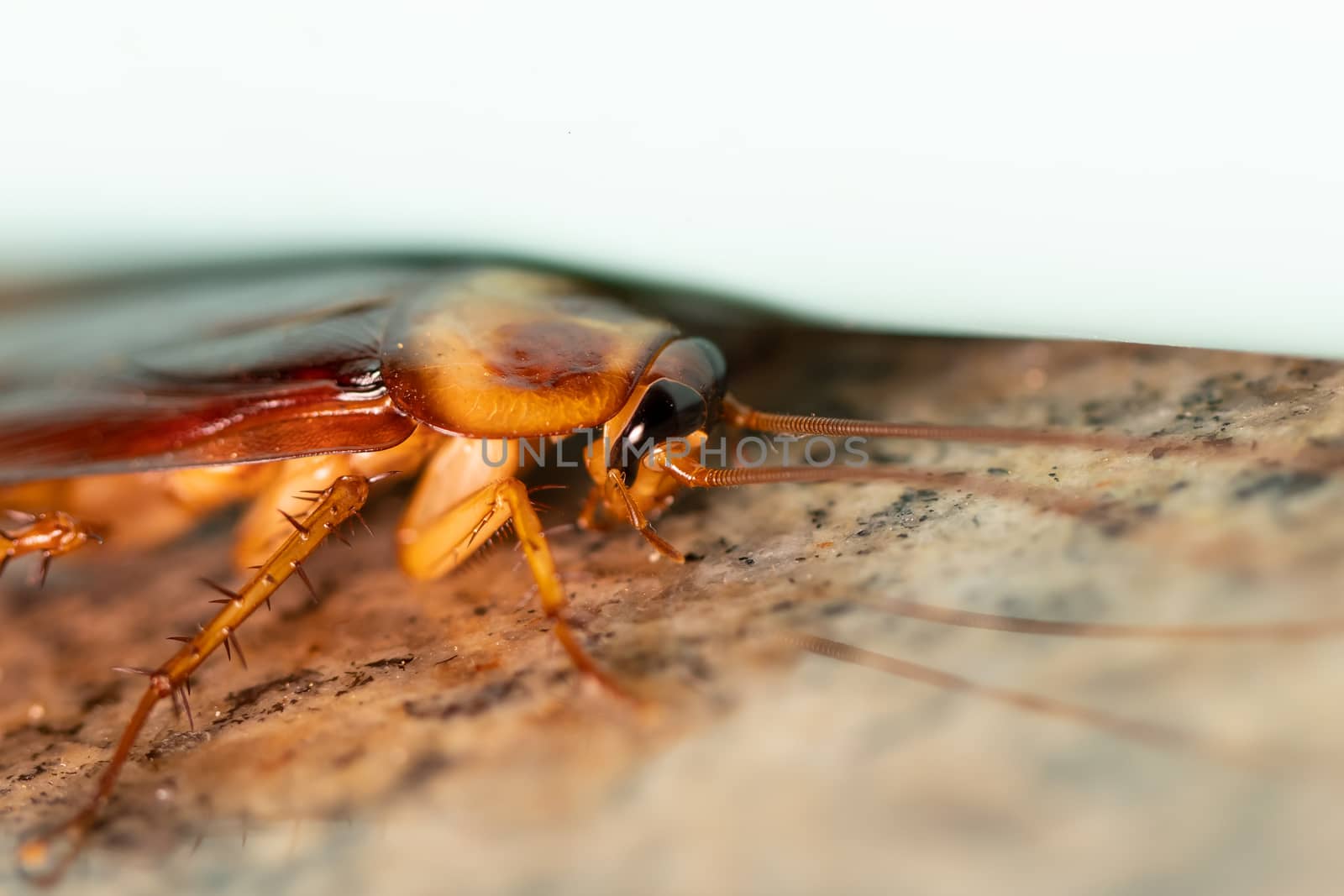 macro shot of cockroach insect