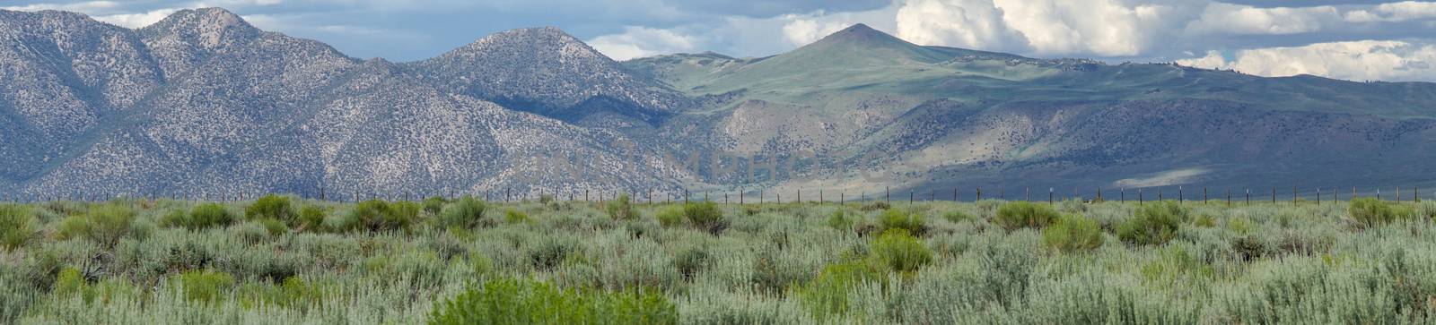 Green wild land with sagebrush plant and mountain in the background next the Lake Crowley, Eastern Sierra, Mono County, California, USA. 