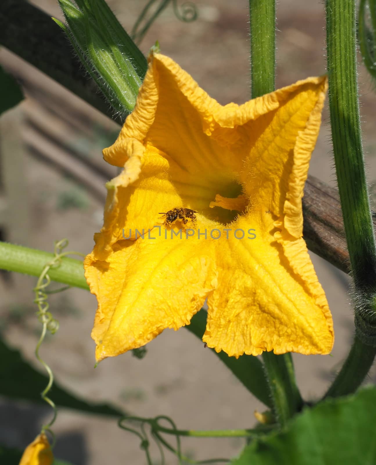 bee insect animal on courgette (aka zucchini) flower by claudiodivizia