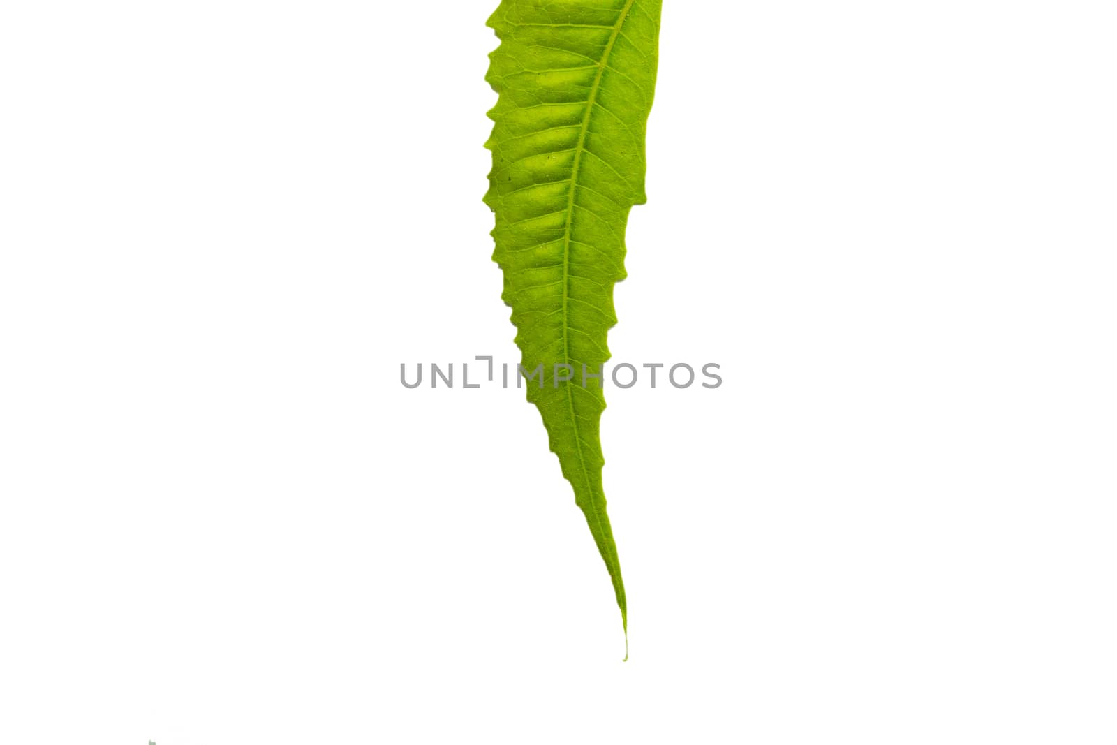 organic neem leaf on white background