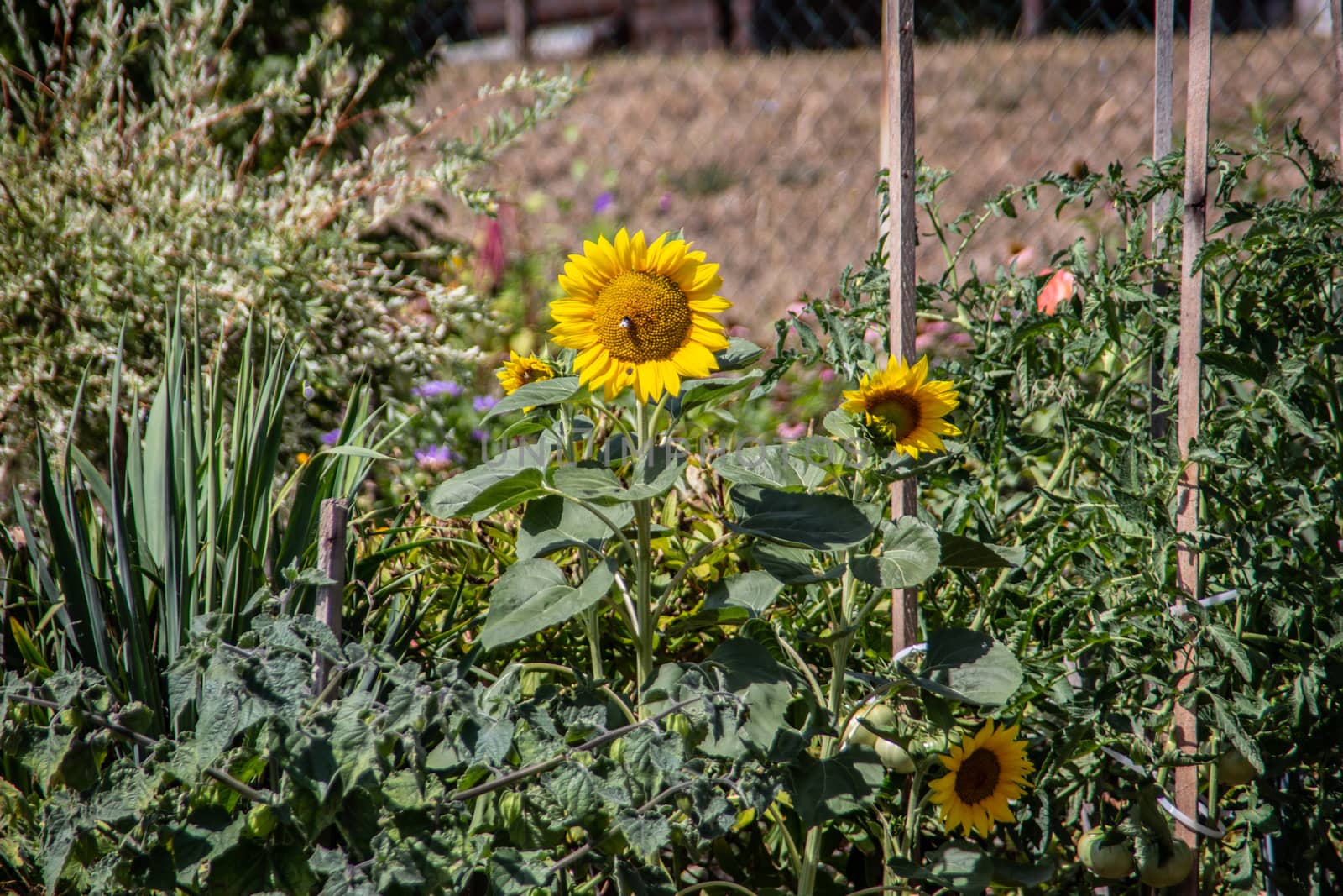 Allotment with herbaceous blooming sunflowers