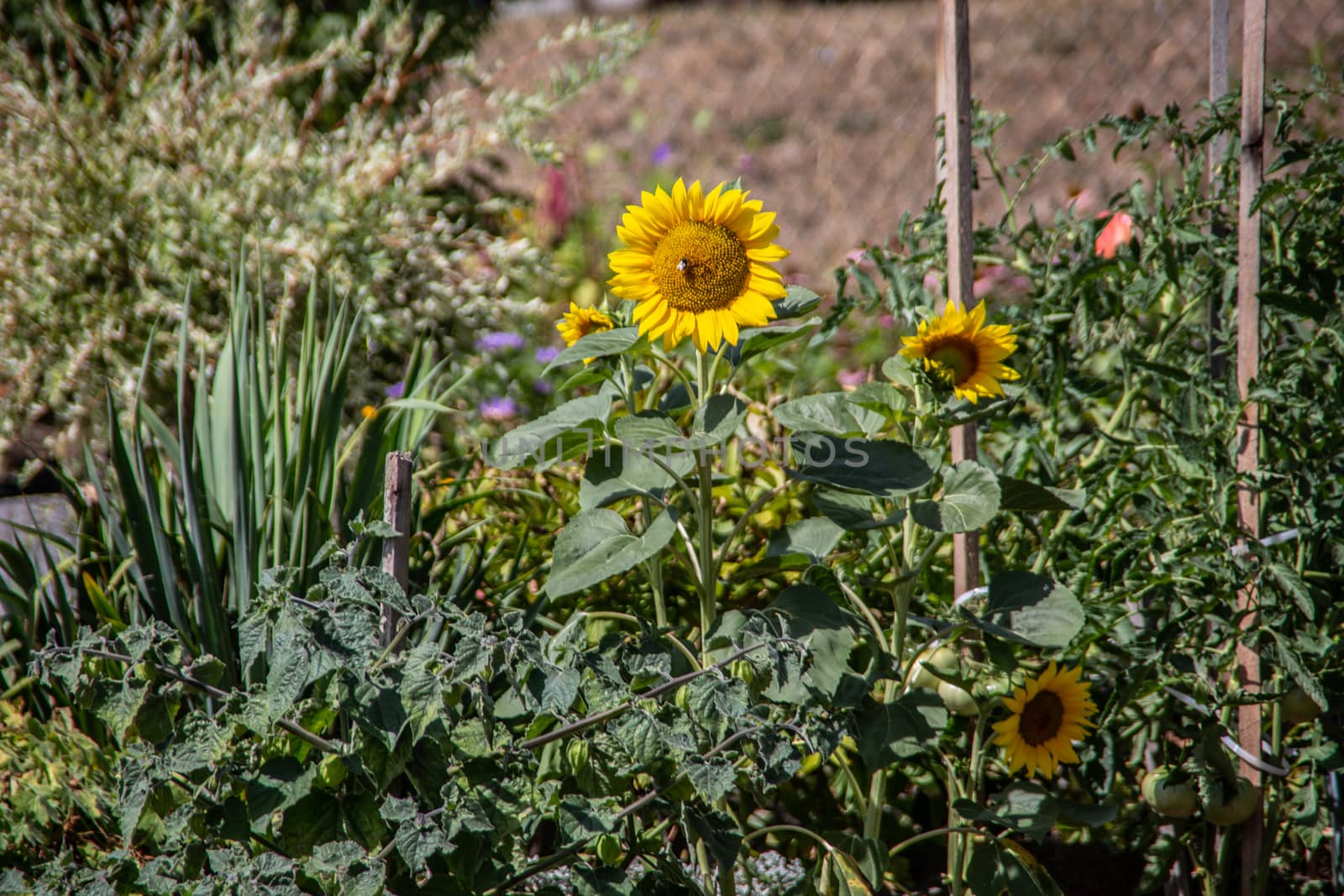 Allotment with herbaceous blooming sunflowers